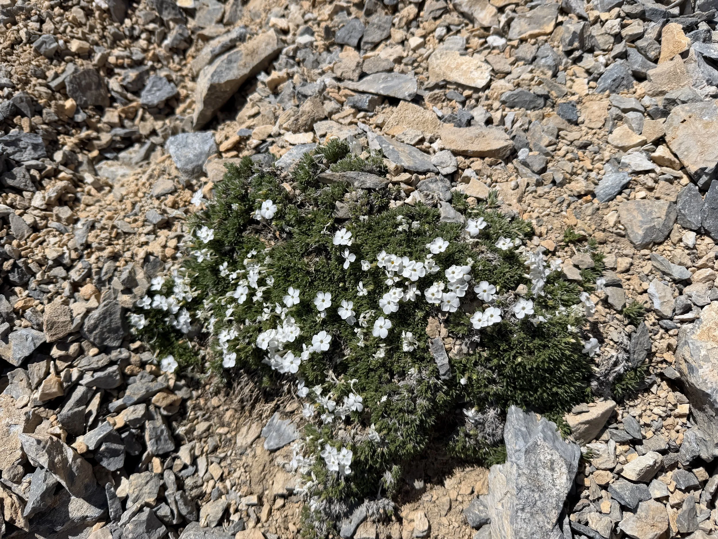 Cushion Phlox pulvinata