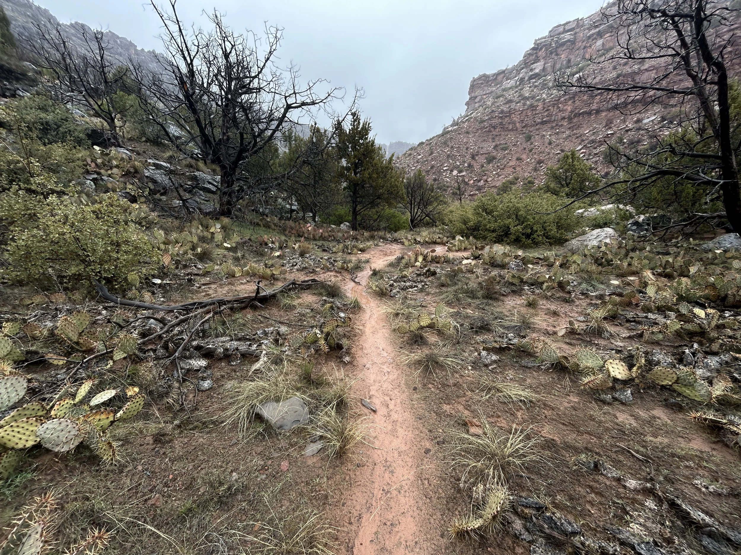 Hiking the Grapevine Trail to Left Fork Falls in Zion National Park — noahawaii