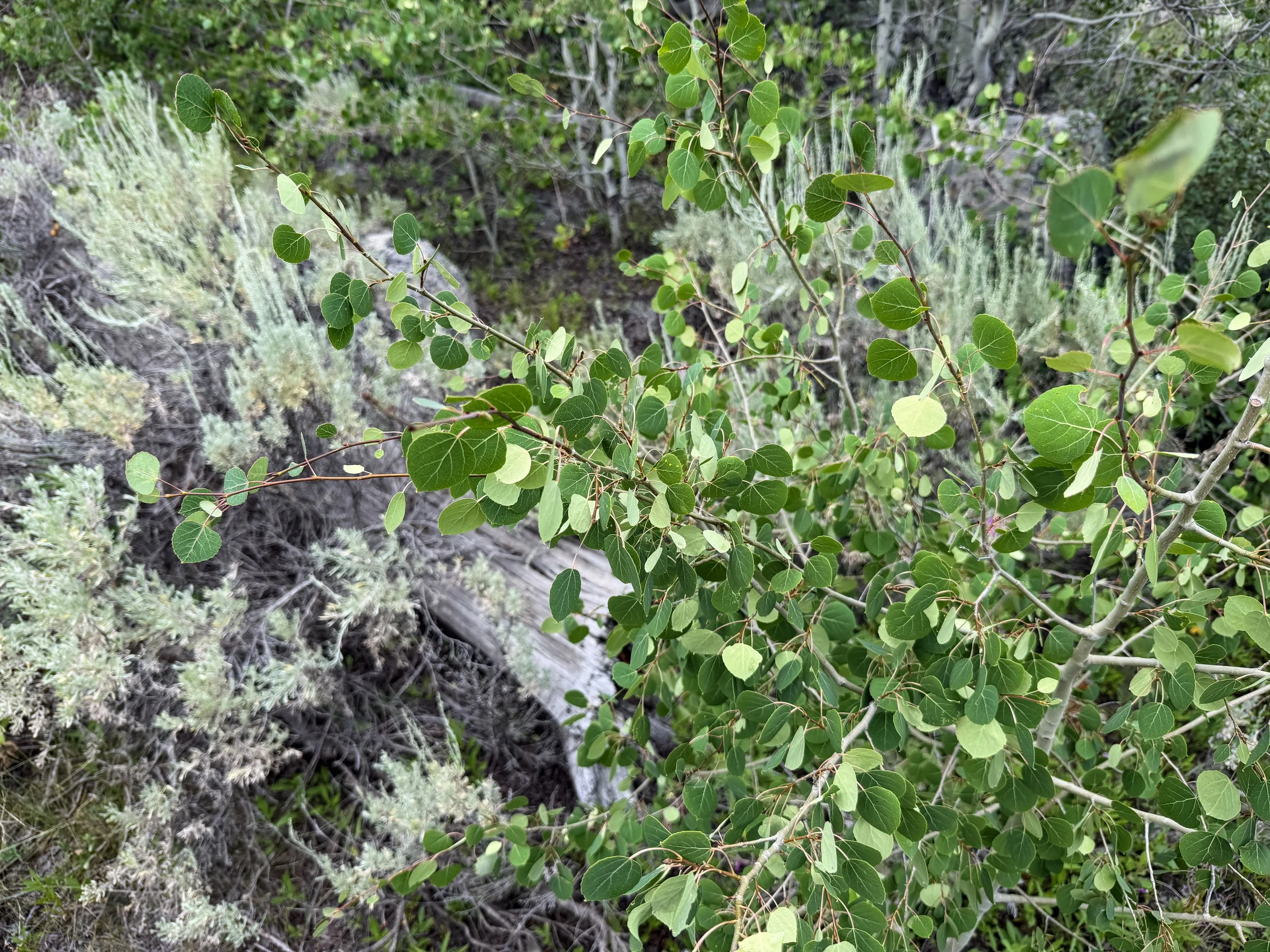 Aspen Populus tremuloides