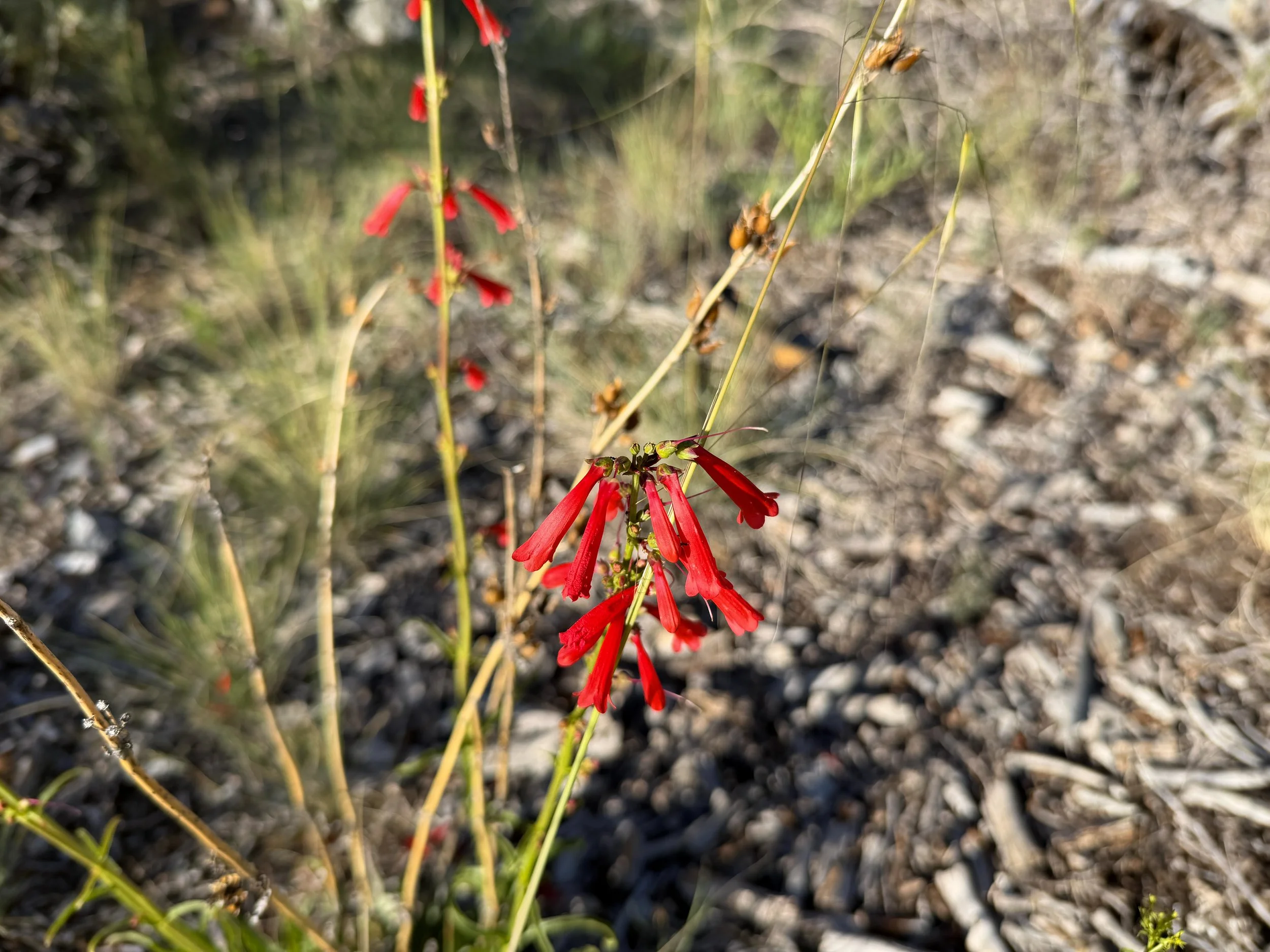 Firecracker Penstemon Penstemon eatonii