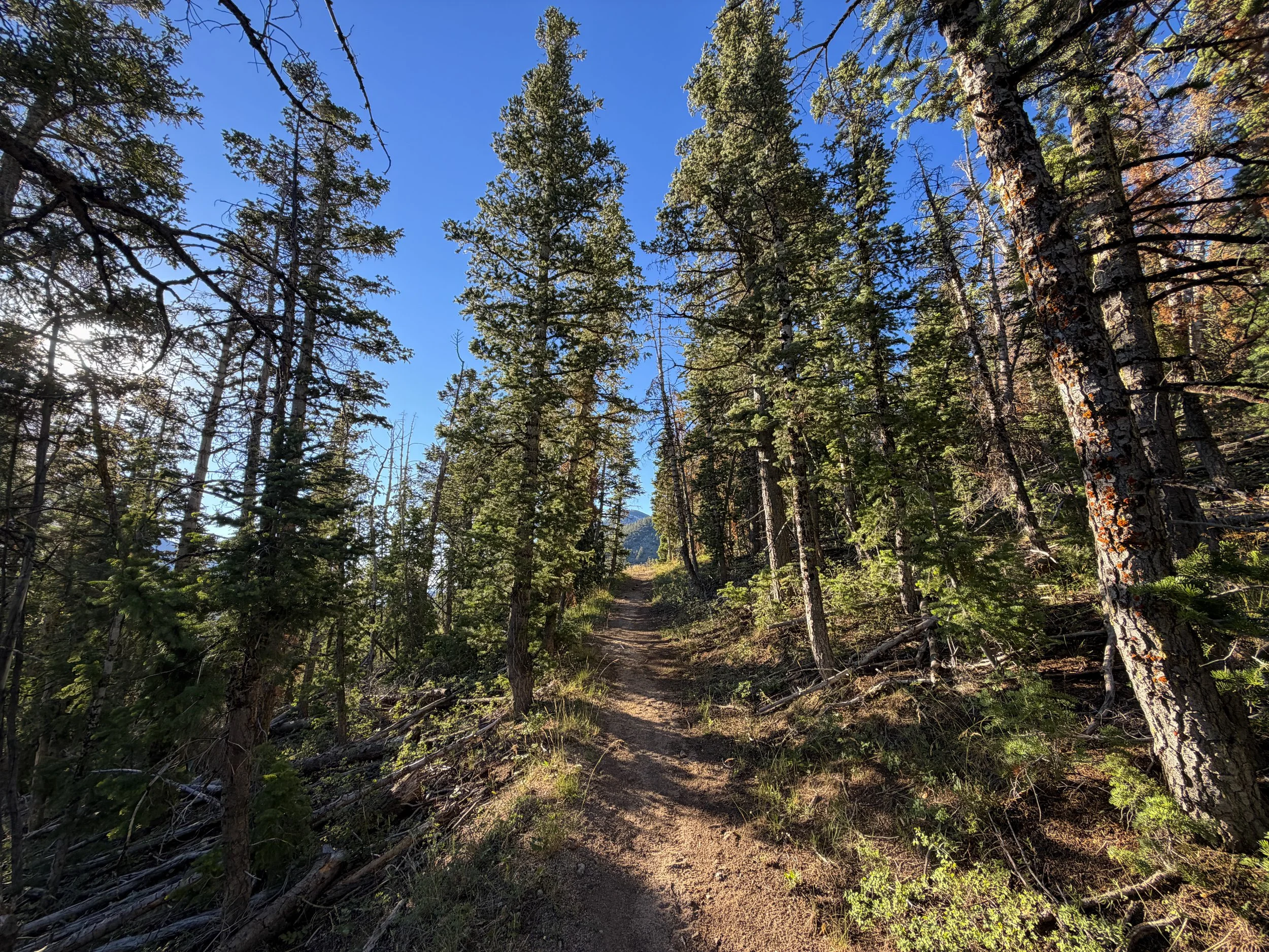 Snake Divide Trail Great Basin National Park Nevada