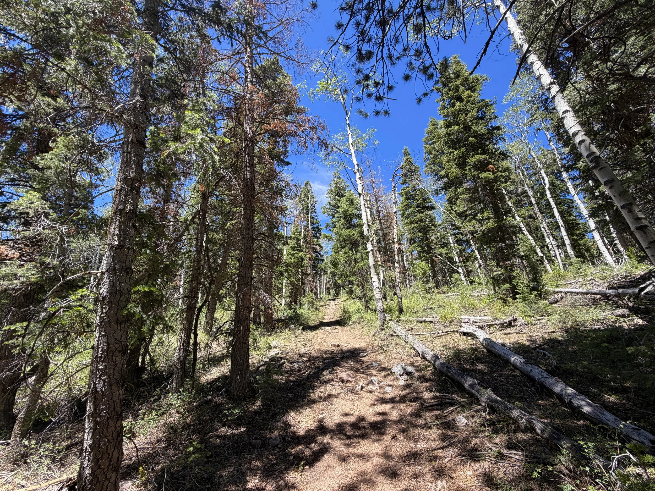 Dead Lake Trail Great Basin National Park Nevada
