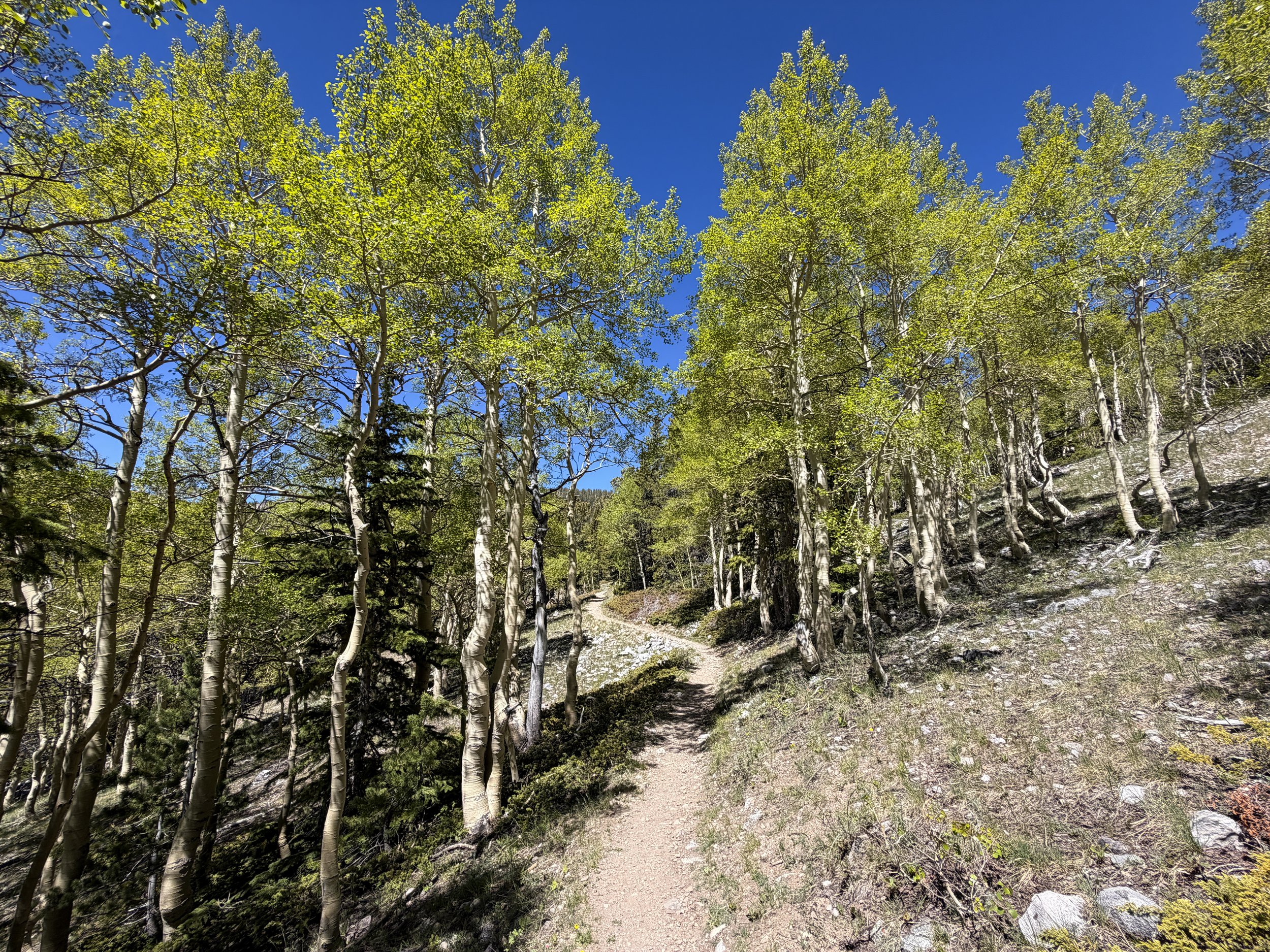 Wheeler Peak Summit Hike Great Basin National Park Nevada