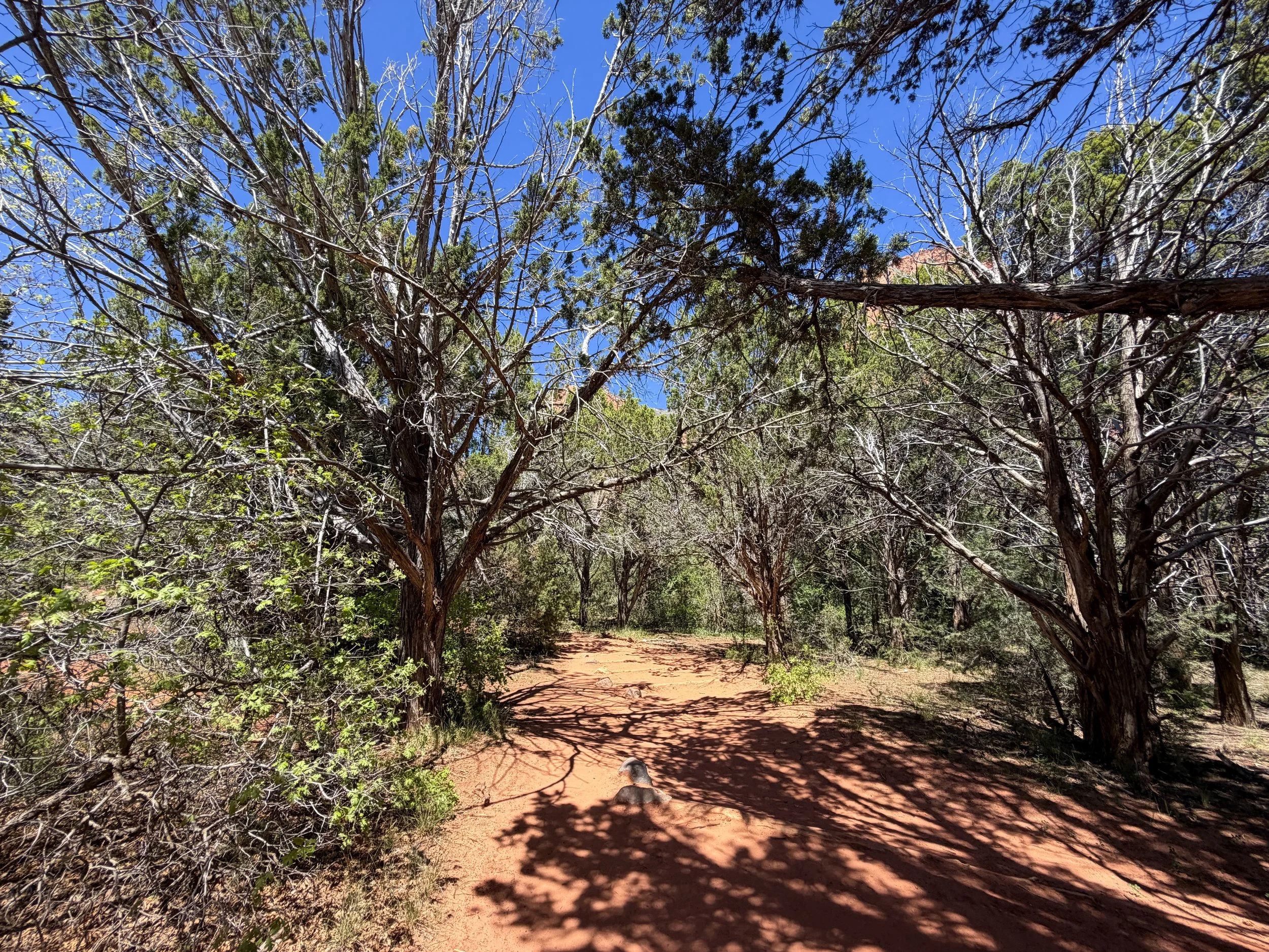 Taylor Creek Trail to Double Arch Alcove Zion National Park Utah