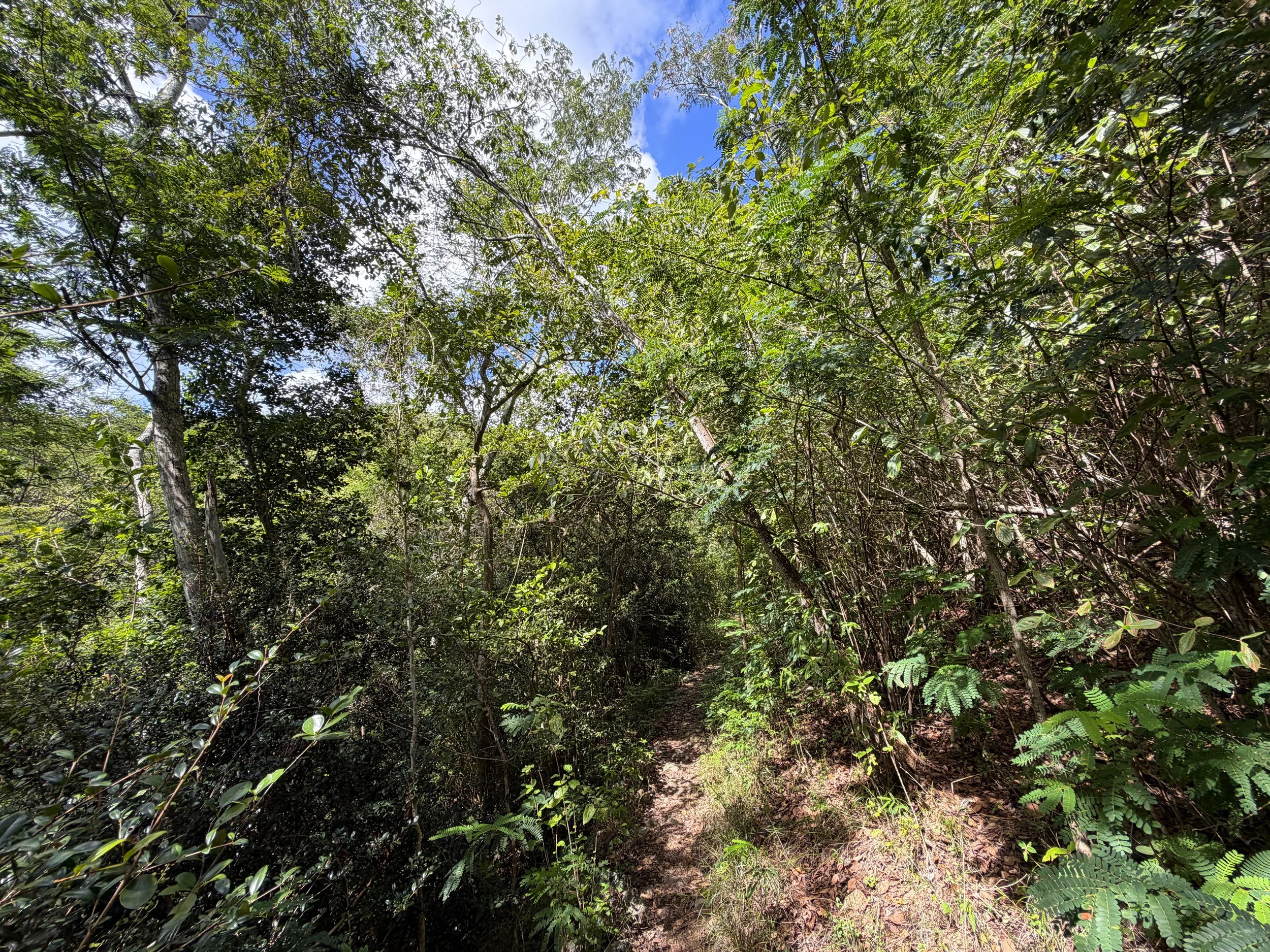 Great Sieben Trail Virgin Islands National Park
