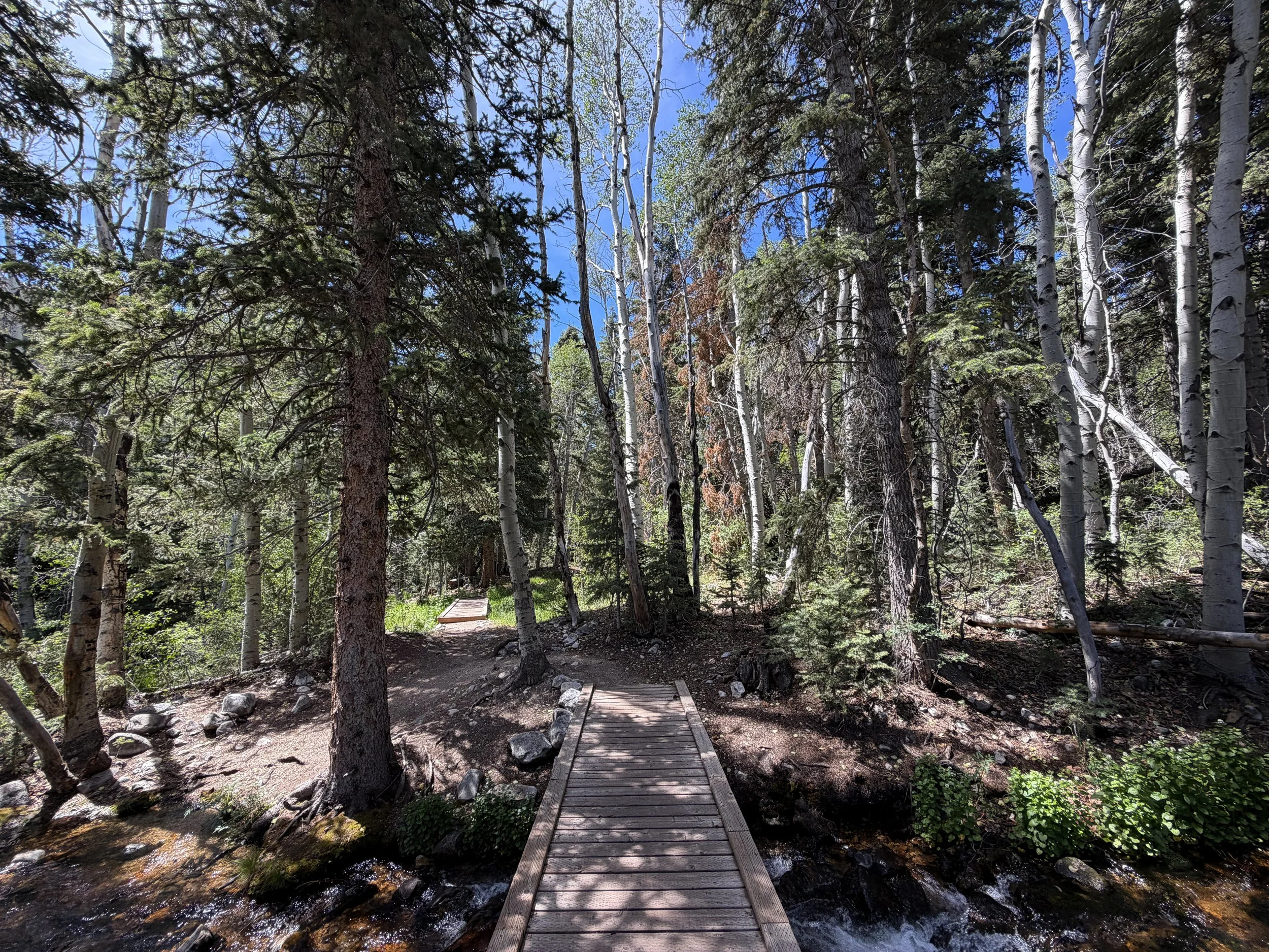 Timber Creek Trail Great Basin National Park Nevada