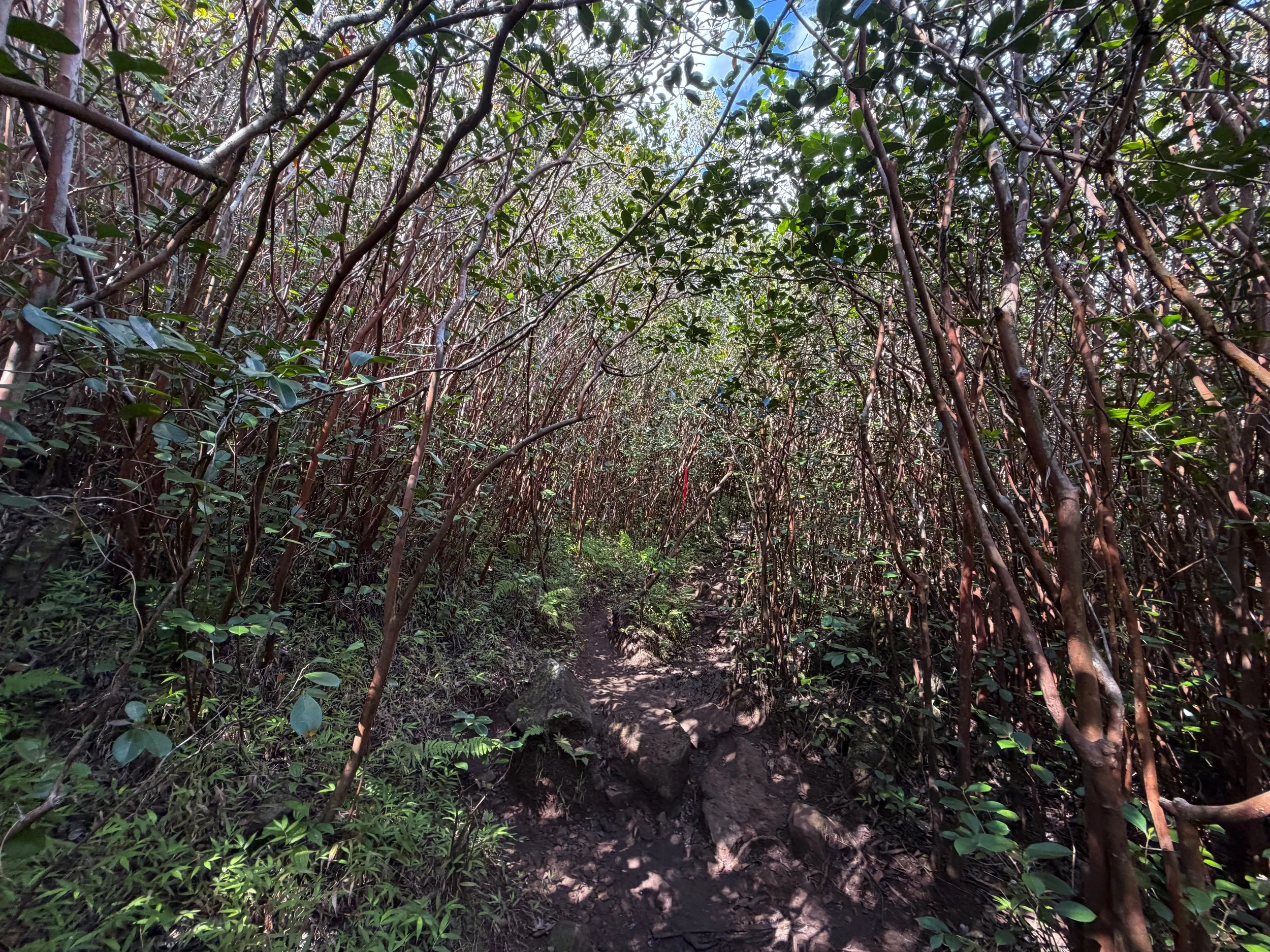 Waimano Falls Trail Oahu Hawaii