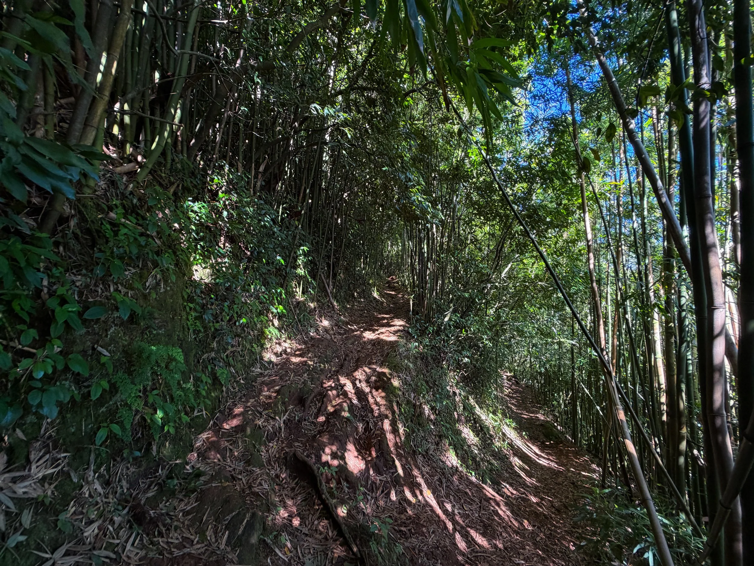 Aihualama Trail Oahu Hawaii