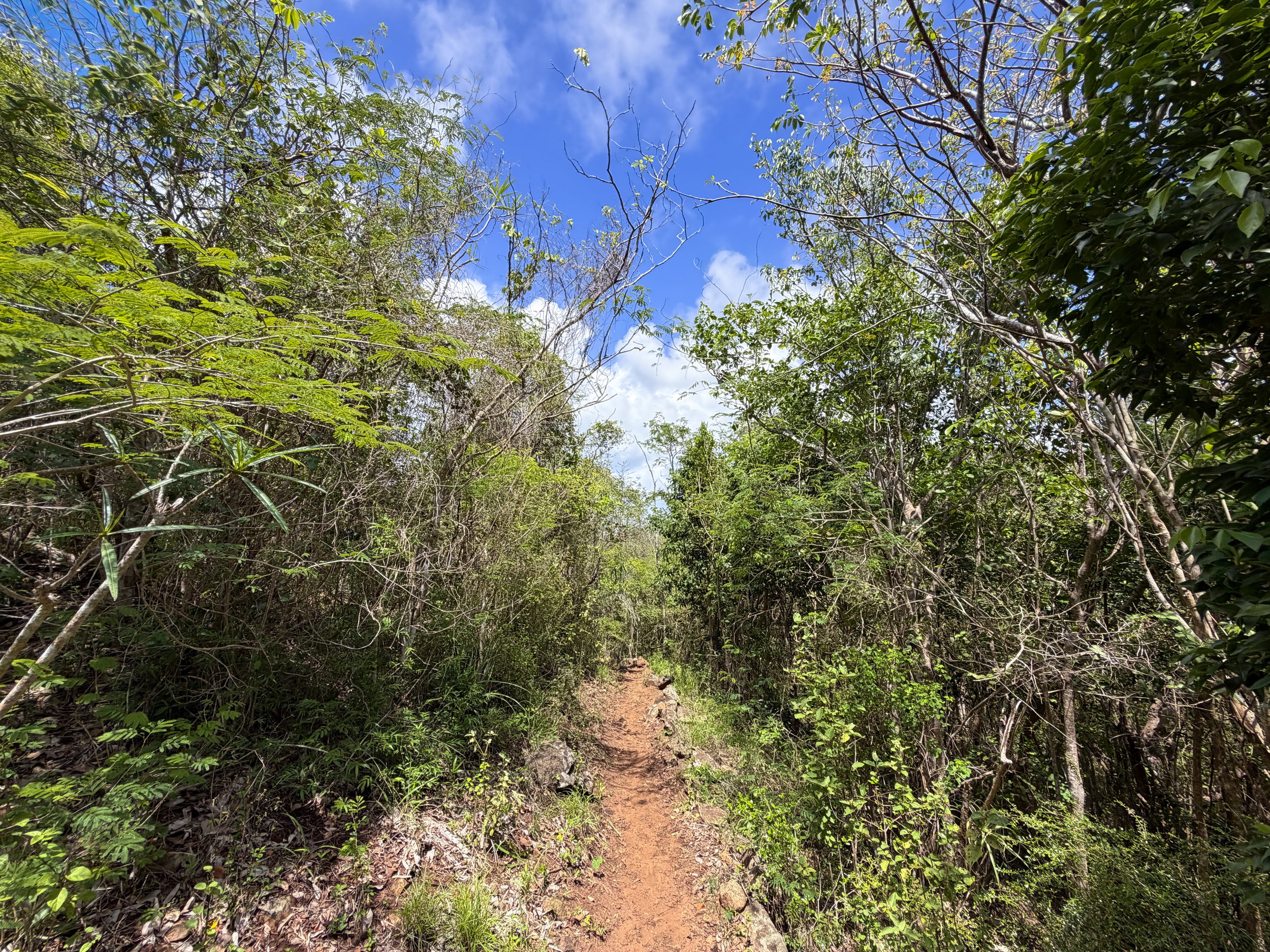 Caneel Hill Trail to Margaret Hill Virgin Islands National Park
