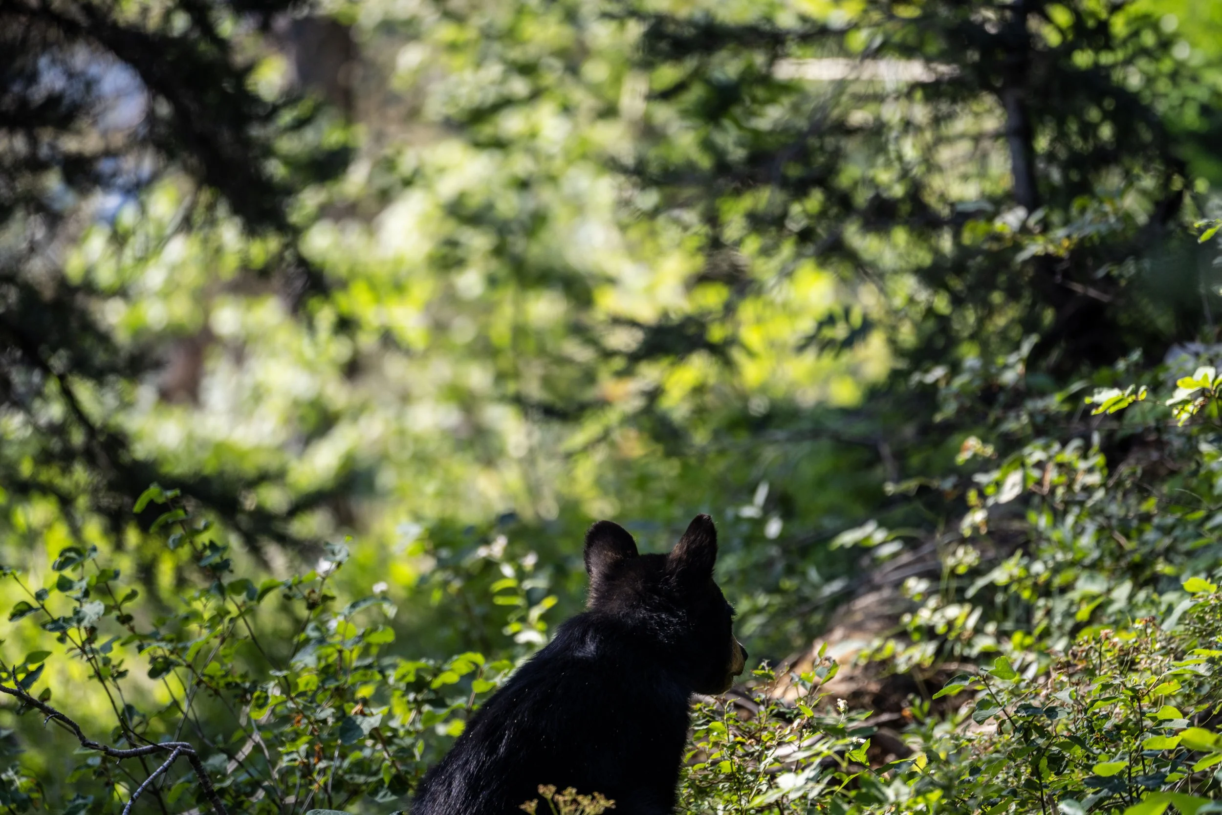 Black Bear Aspen Ridge Trail Grand Teton National Park Wyoming