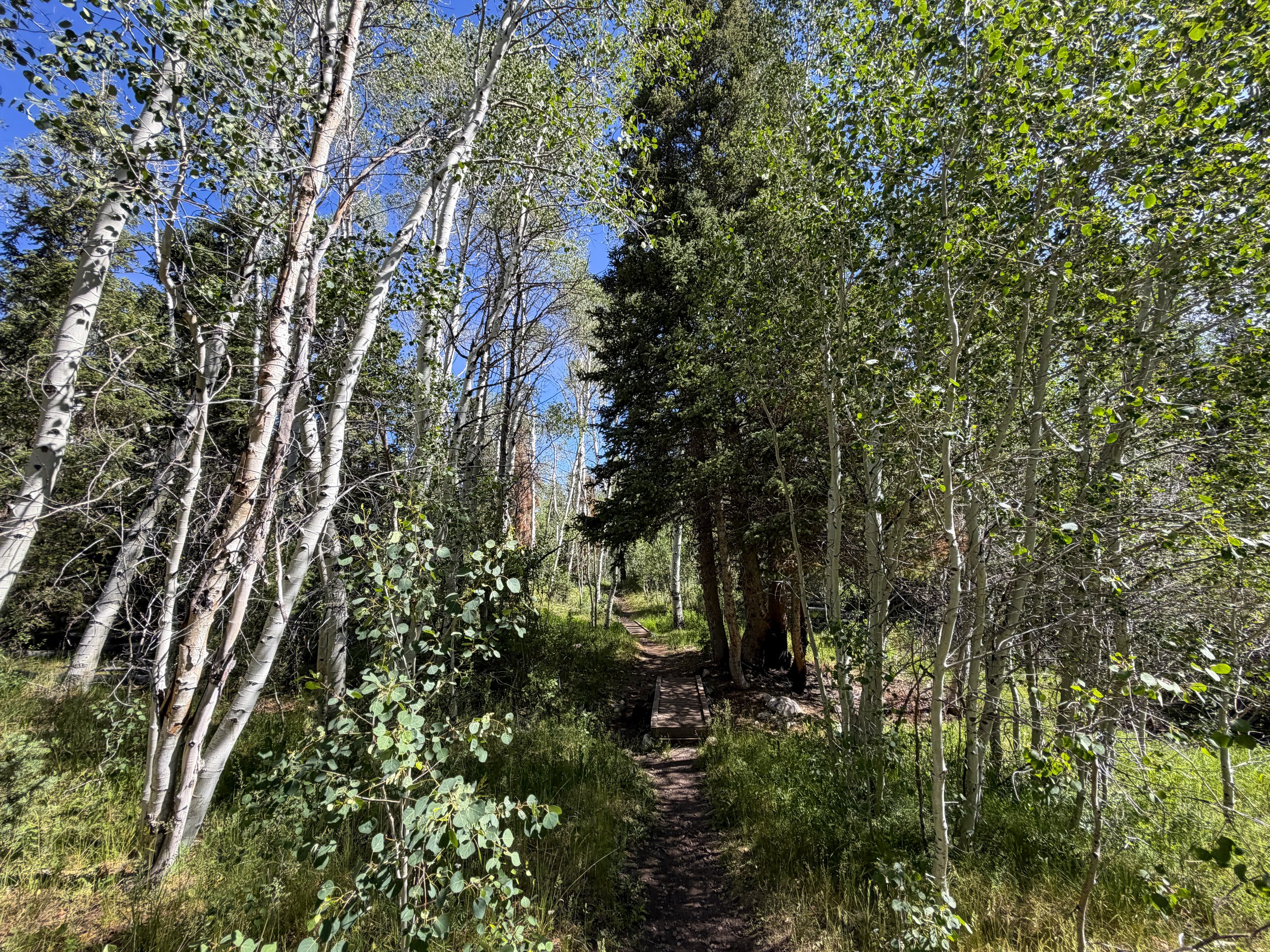 Pole Canyon Trail Great Basin National Park Nevada