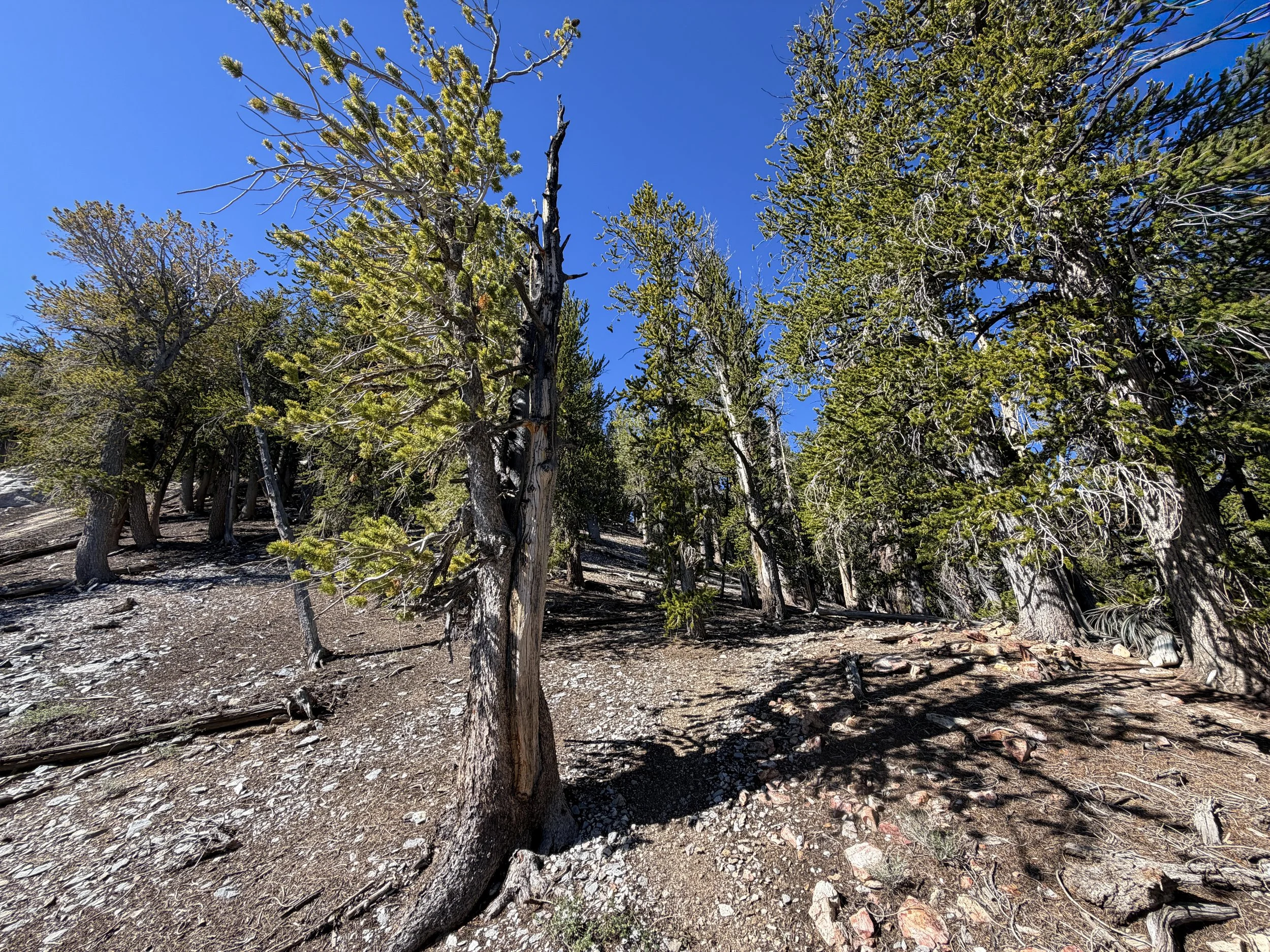 Snake Divide Trail Great Basin National Park Nevada