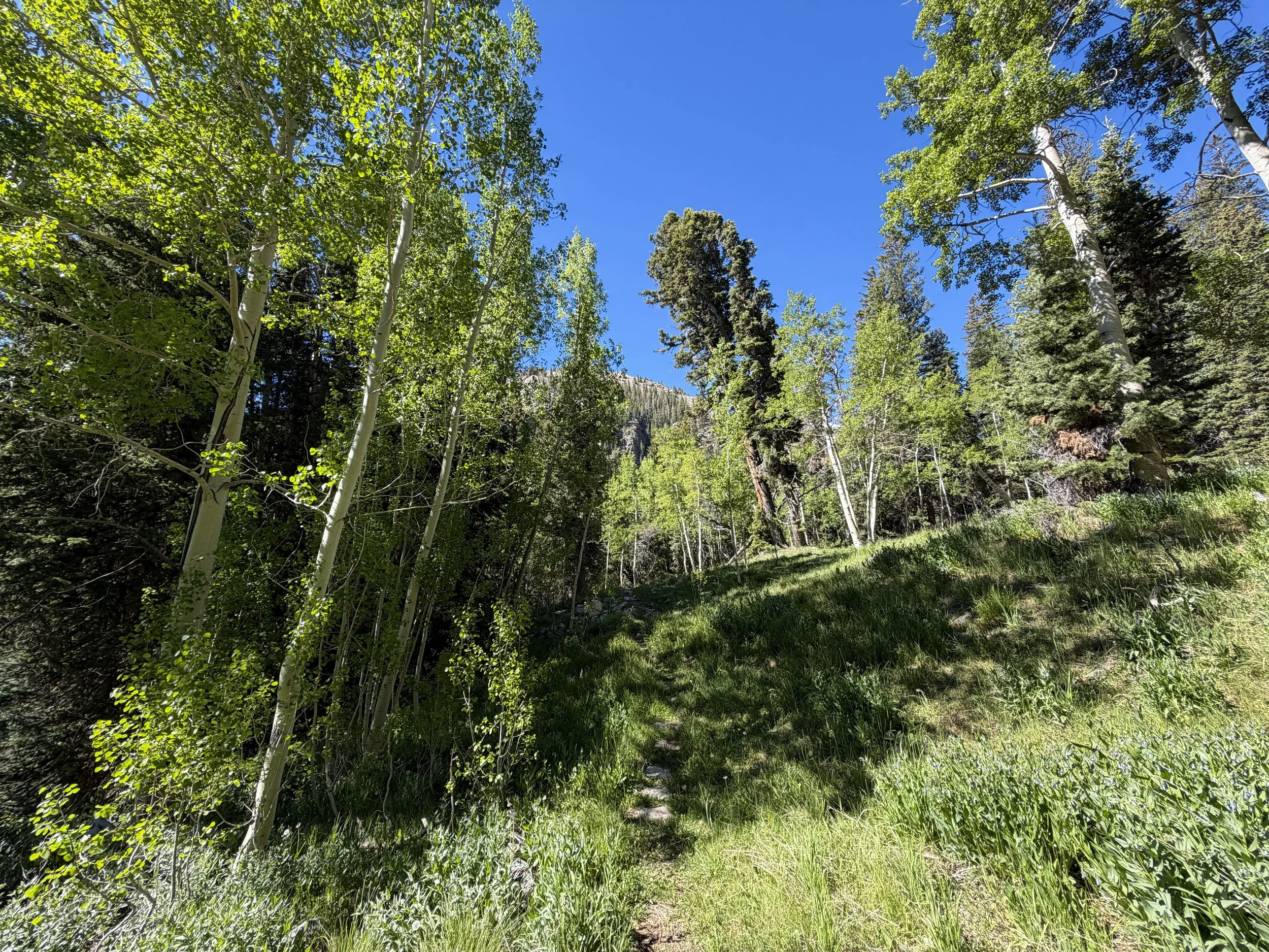 Baker Lake Trail Great Basin National Park Nevada