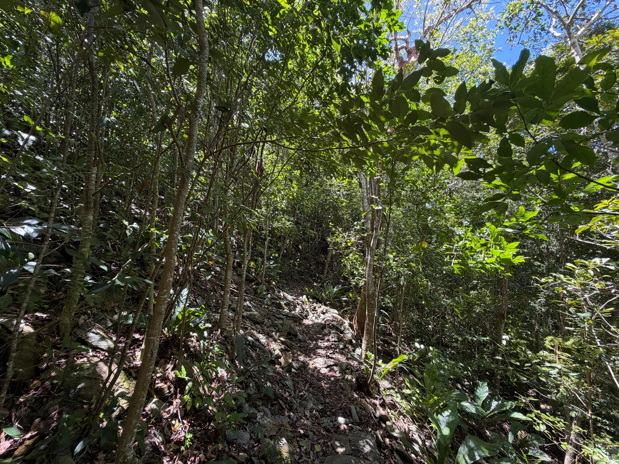 Caneel Hill Trail Virgin Islands National Park