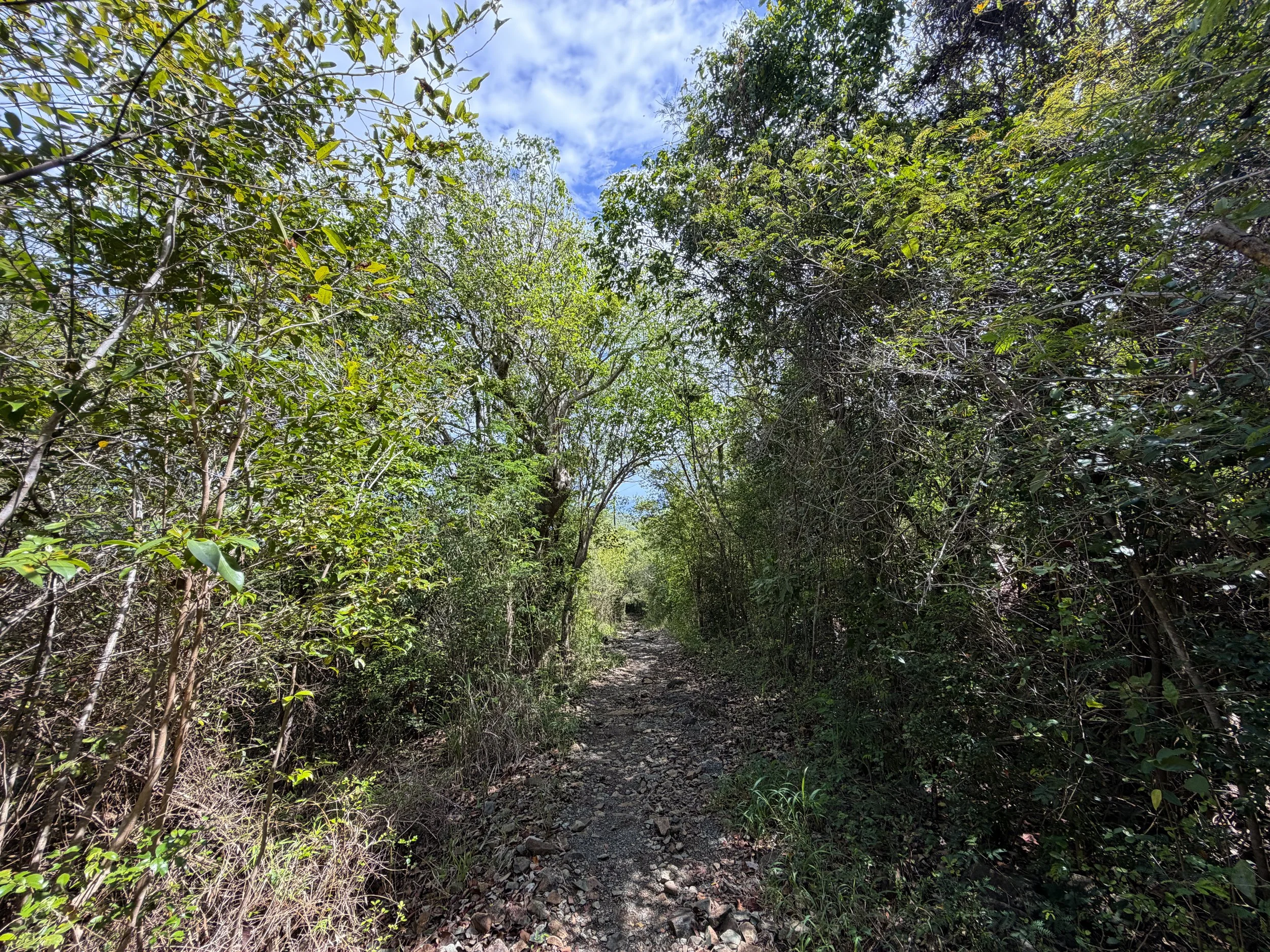 Lind Point Spur Trail Virgin Islands National Park