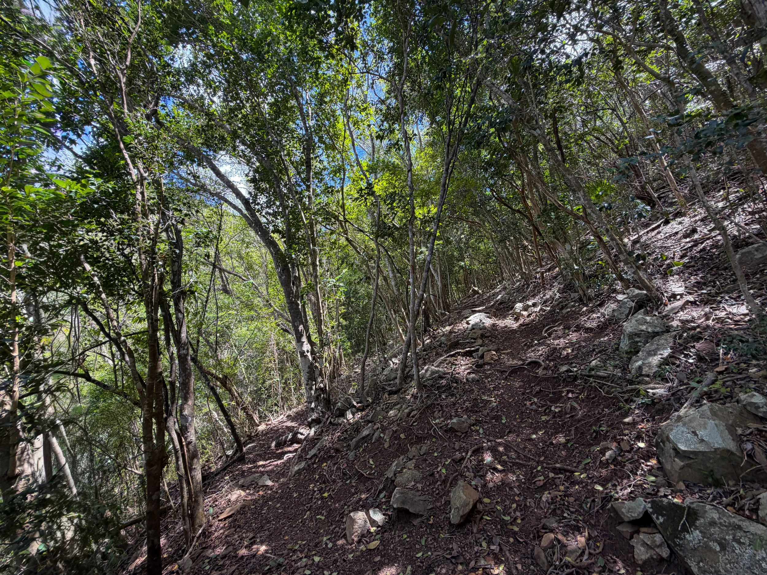 Tamarind Trail Virgin Islands National Park