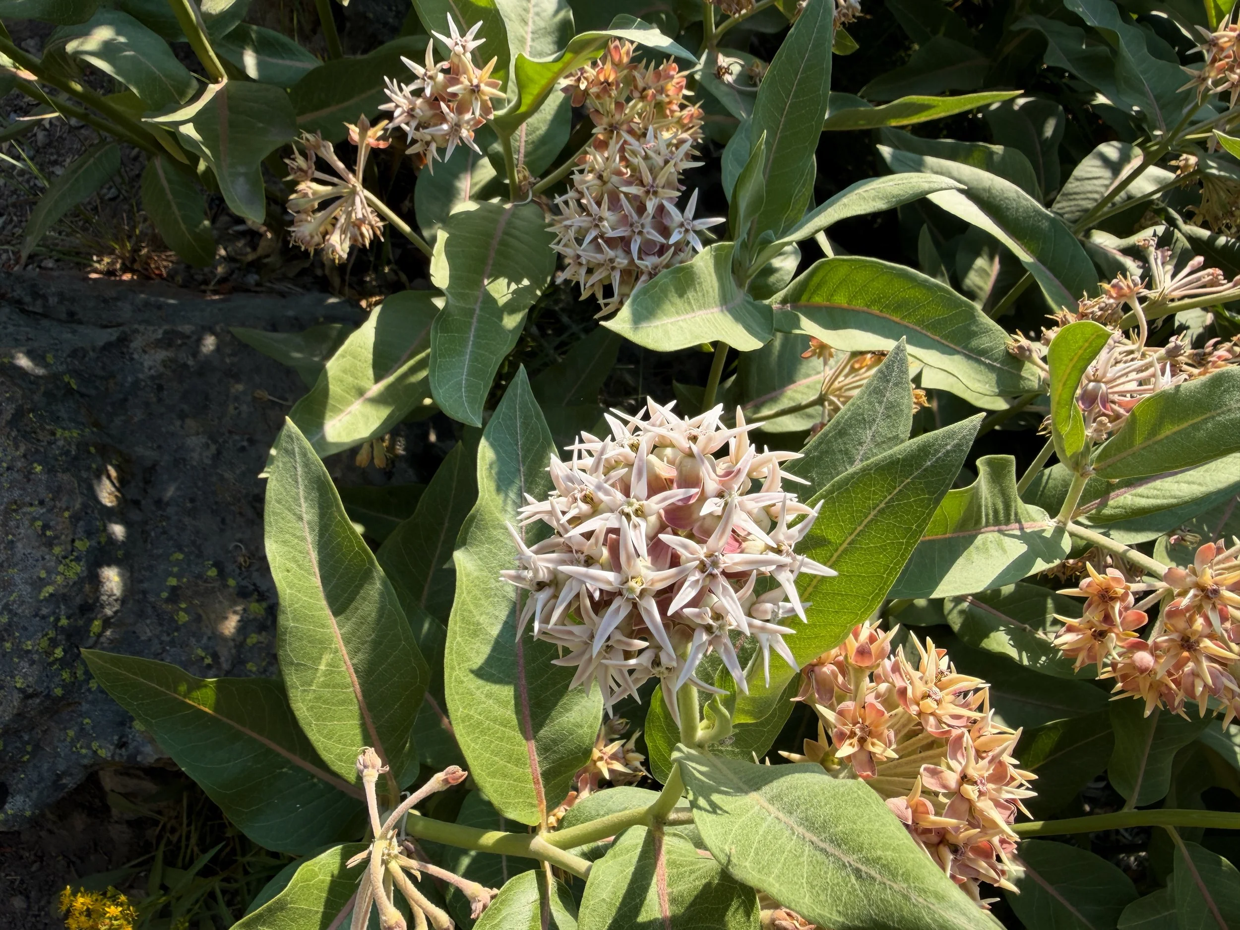 Showy Milkweed Asclepias speciosa