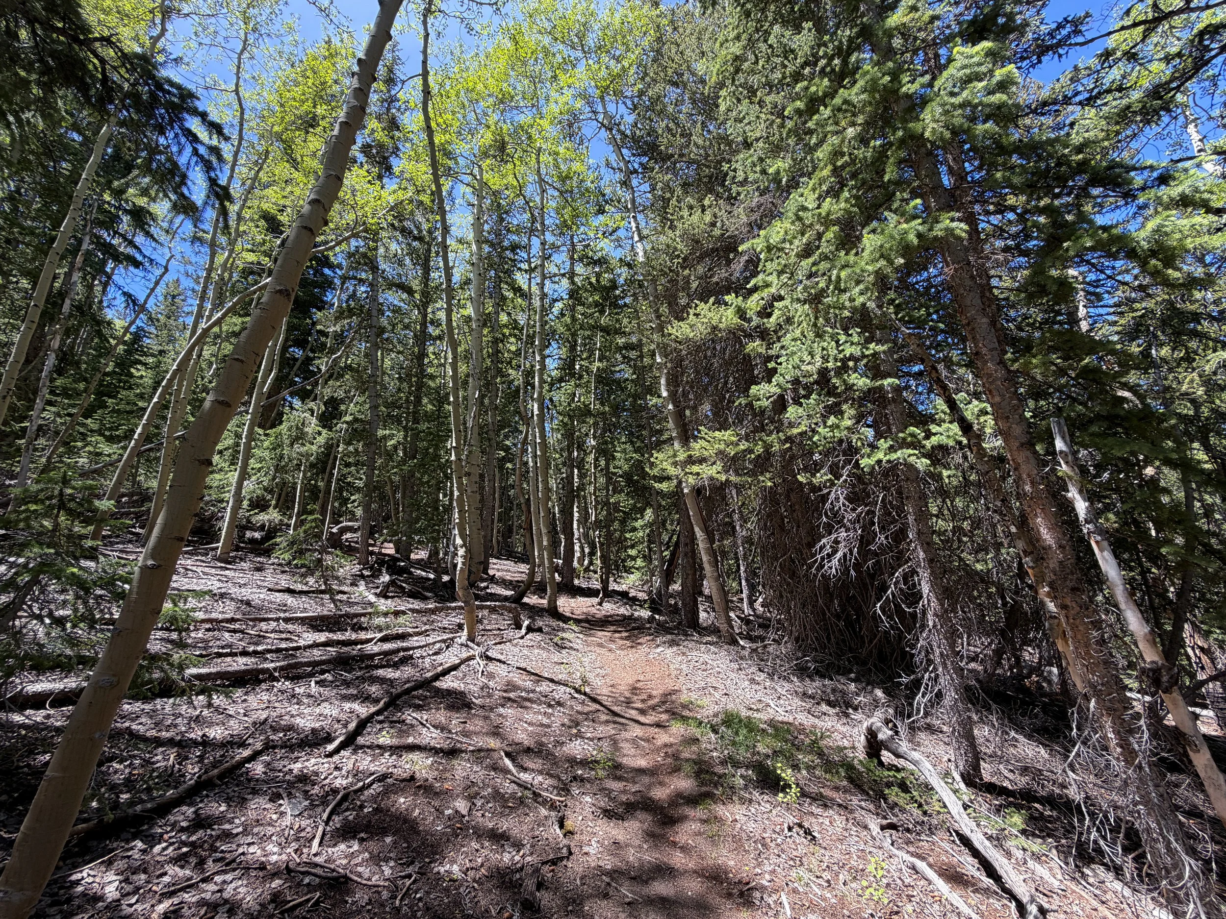 Timber Creek Loop Trail Great Basin National Park Nevada