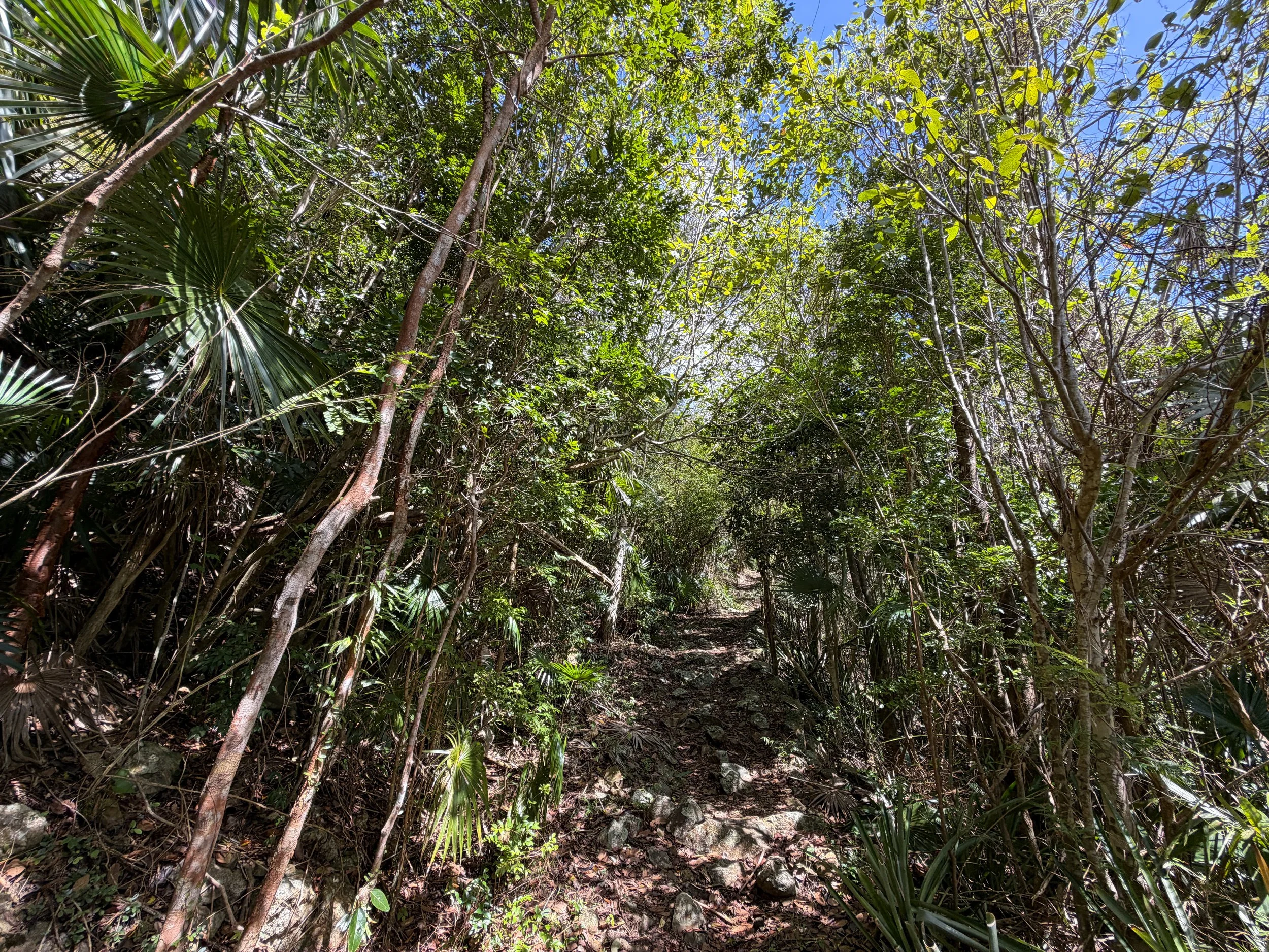 Bordeaux Mountain Trail Virgin Islands National Park