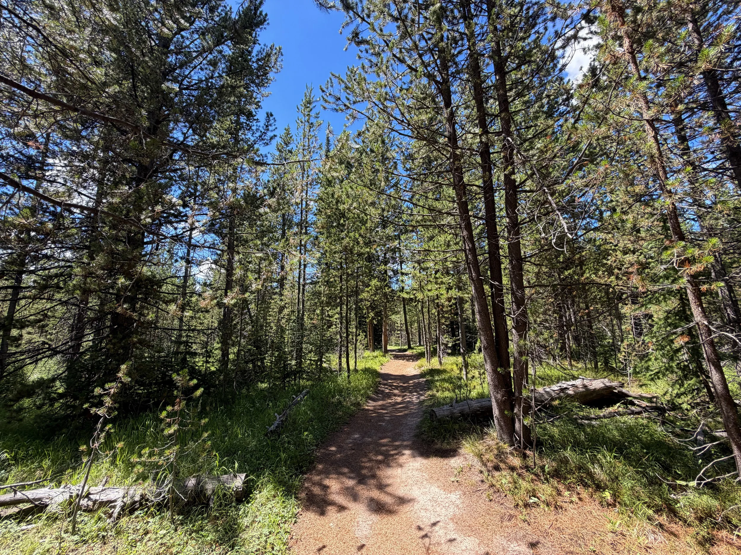 Yellowstone Lake Overlook Trail Yellowstone National Park Wyoming
