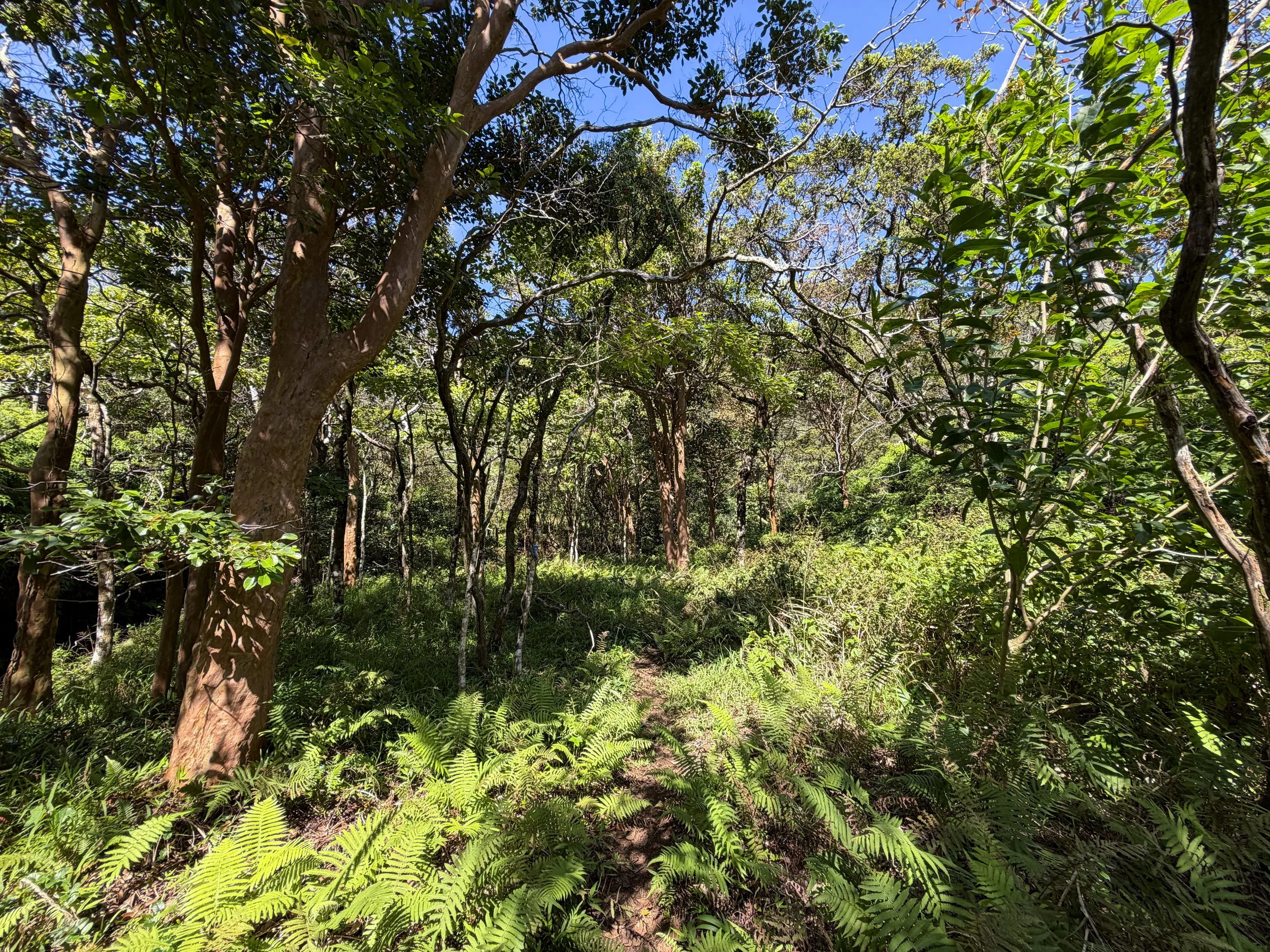 Kulanaahane Hike to Moanalua Saddle Oahu Hawaii
