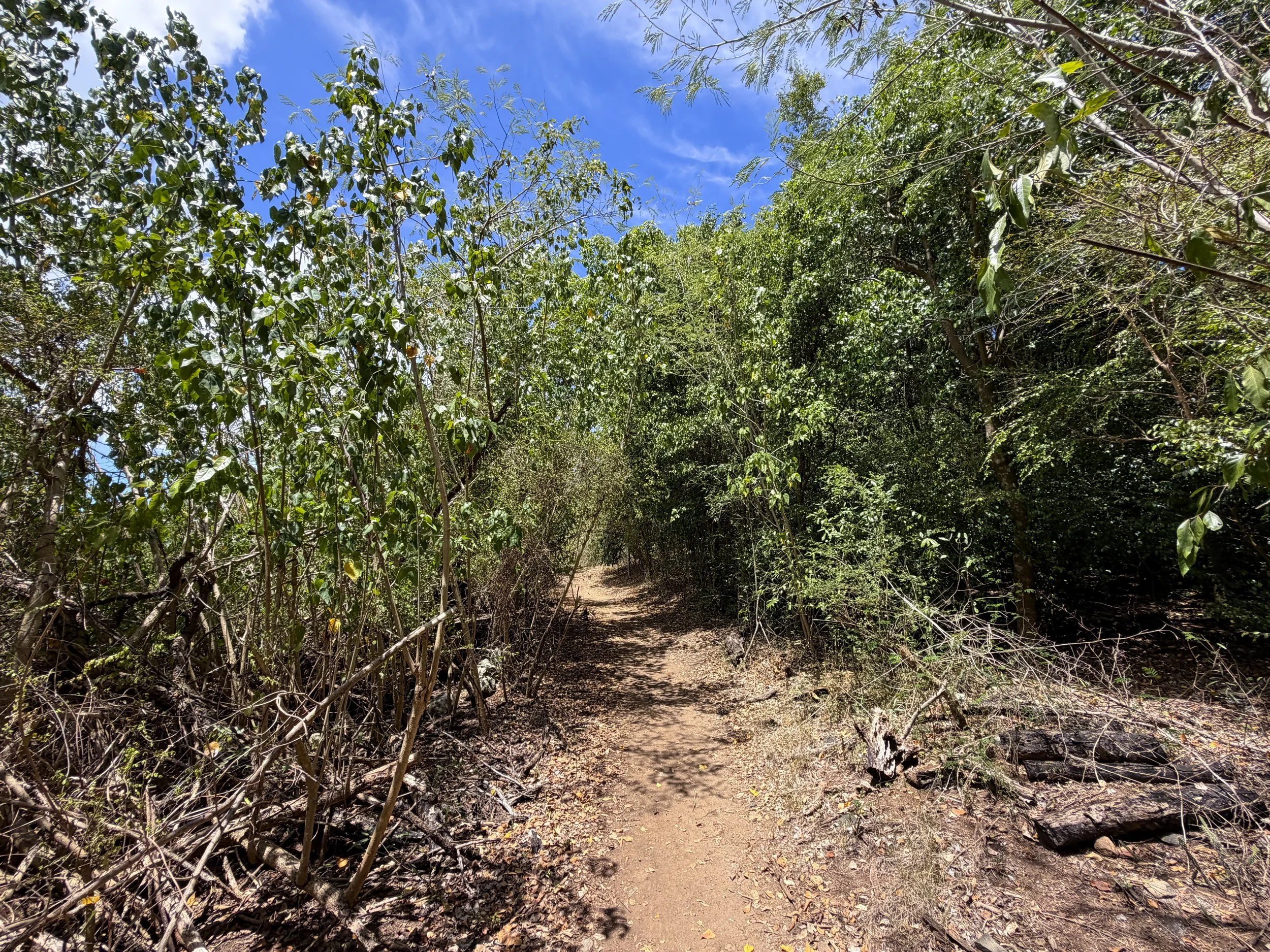 Francis Bay Hike Virgin Islands National Park