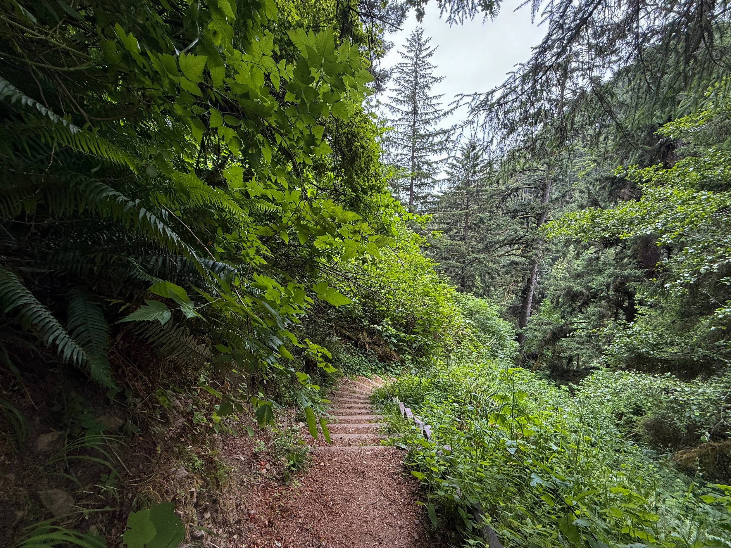 Damnation Creek Trail Del Norte Coast Redwoods State Park California