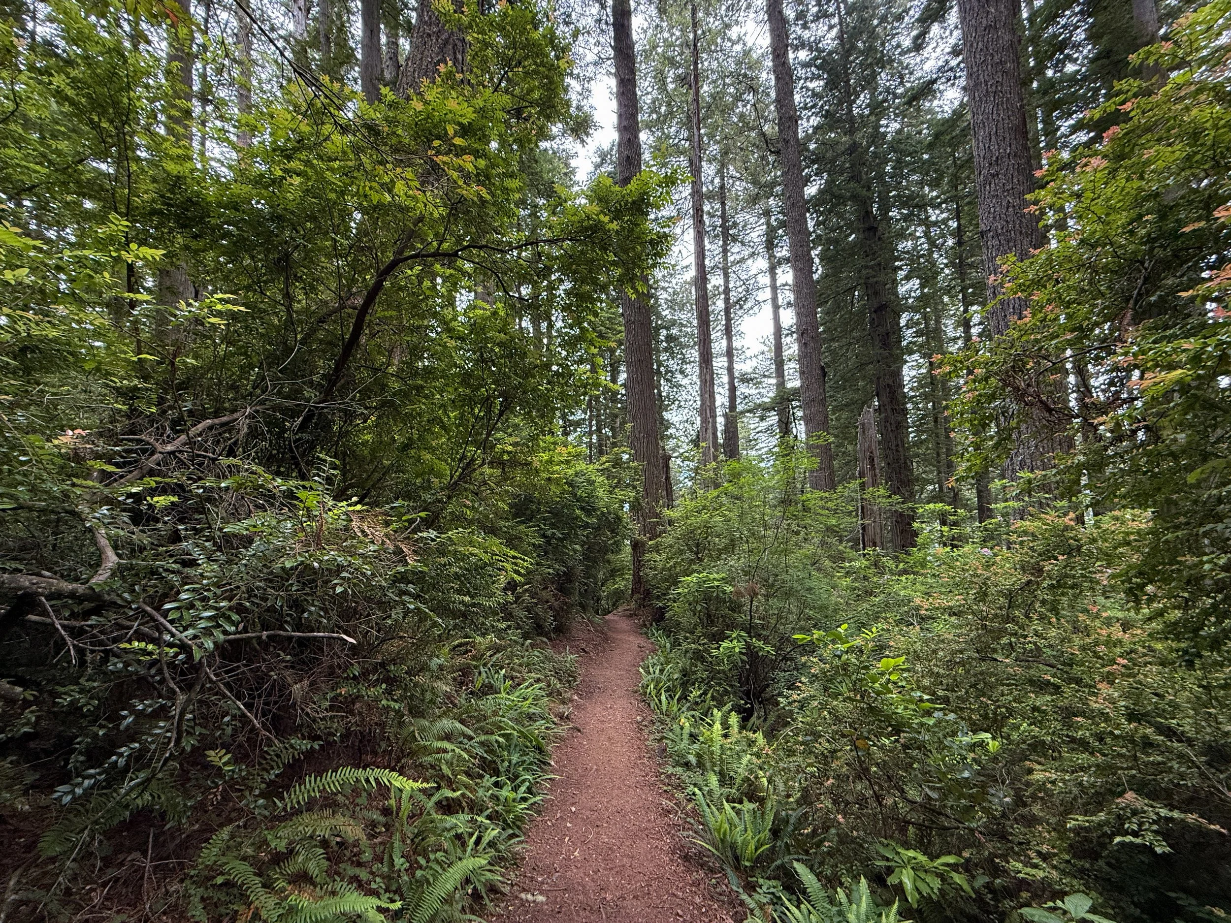 Damnation Creek Hike Del Norte Coast Redwoods State Park California
