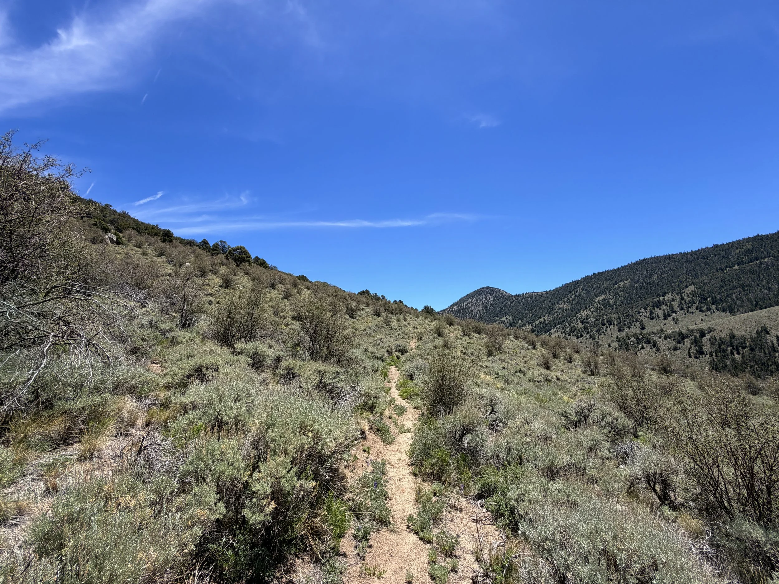 Serviceberry Loop Trail Great Basin National Park Nevada