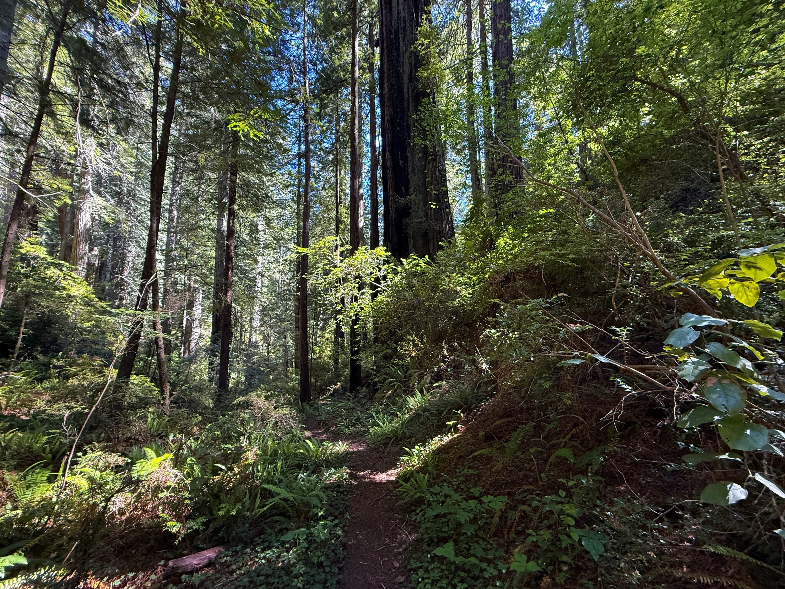 Ten Taypo-Hope Creek Loop Trail Prairie Creek Redwoods State Park California