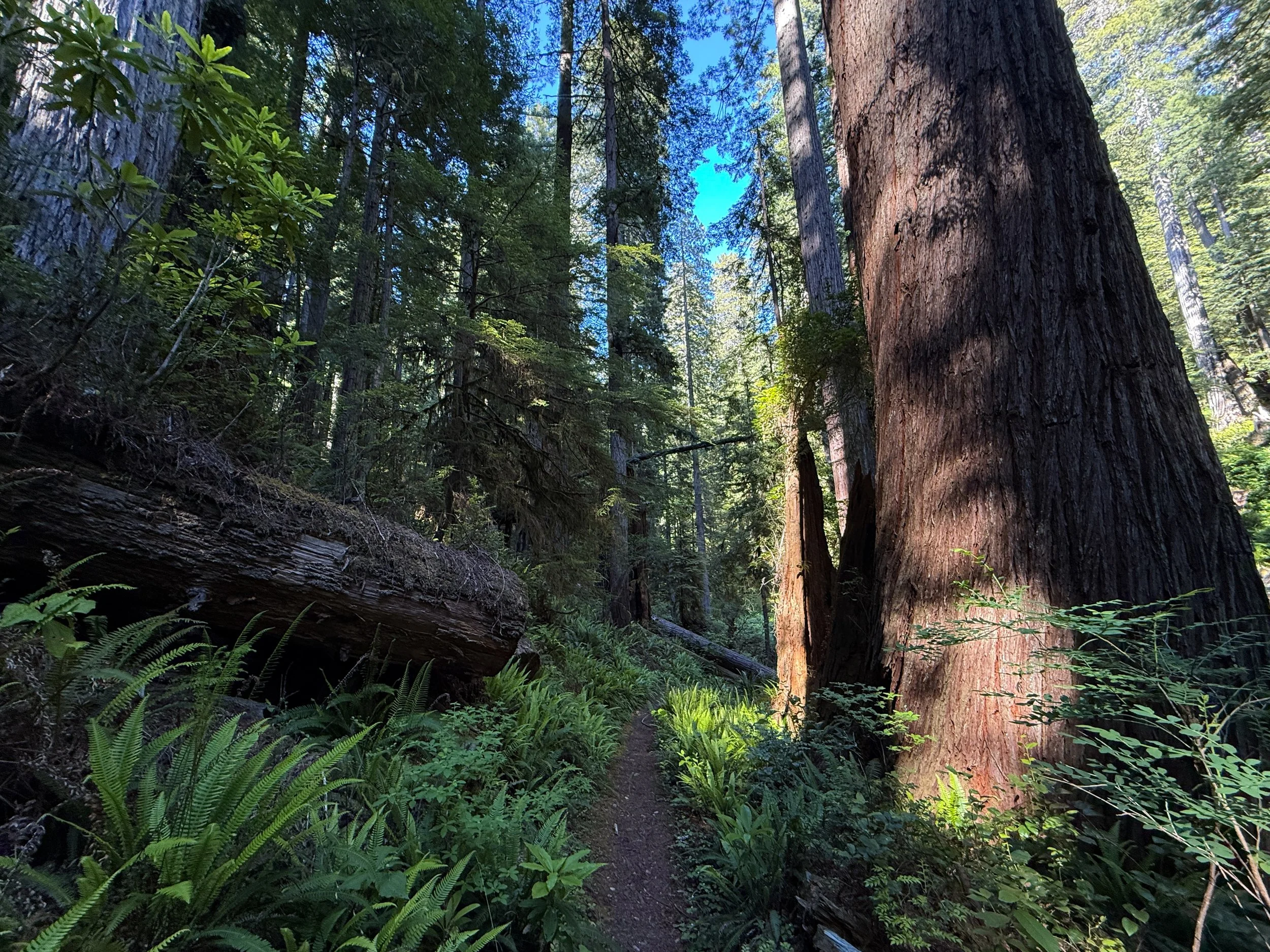 Moorman Pond Trail Prairie Creek Redwoods State Park California
