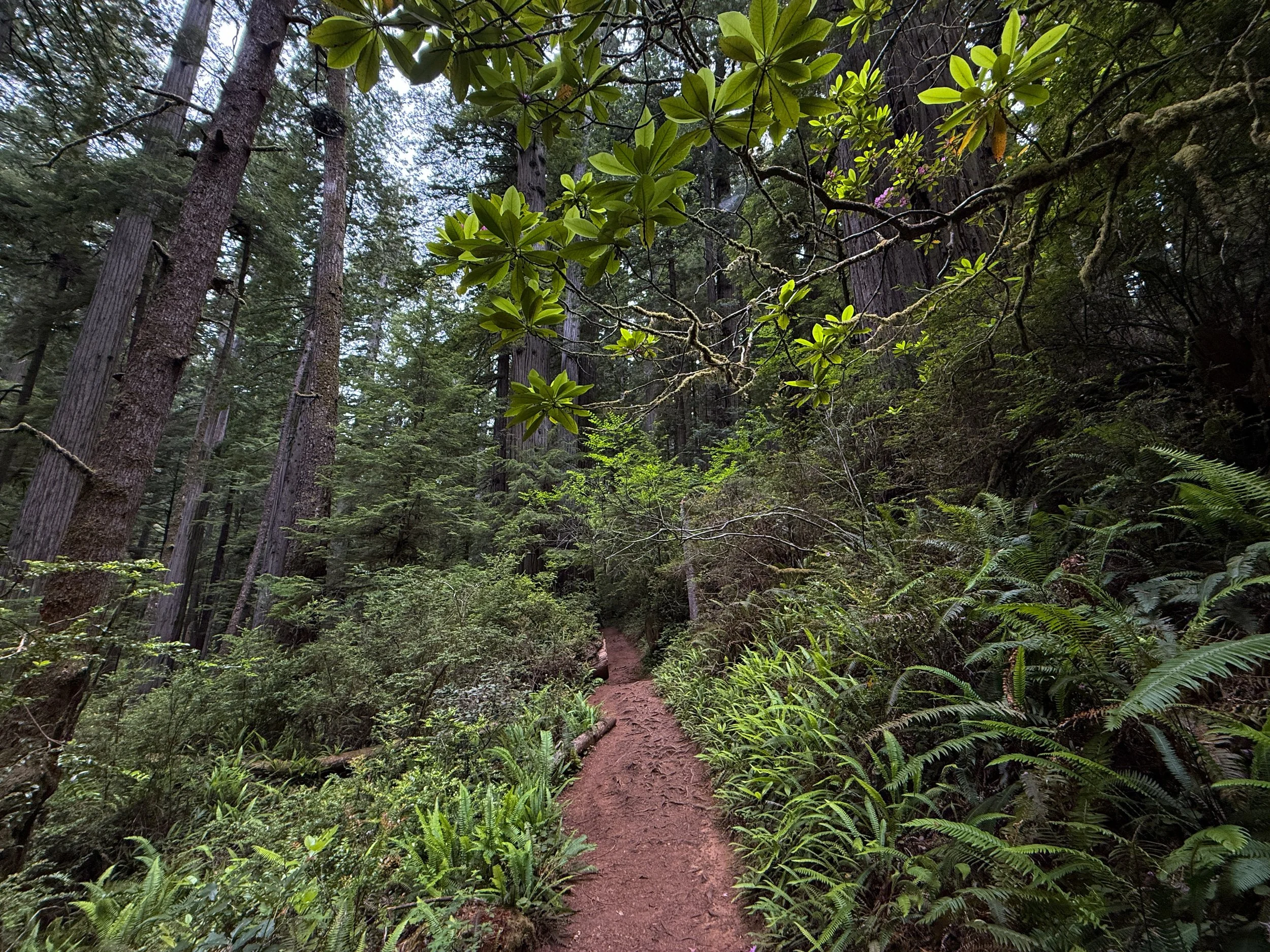 Boy Scout Tree Trail Jedediah Smith Redwoods State Park California