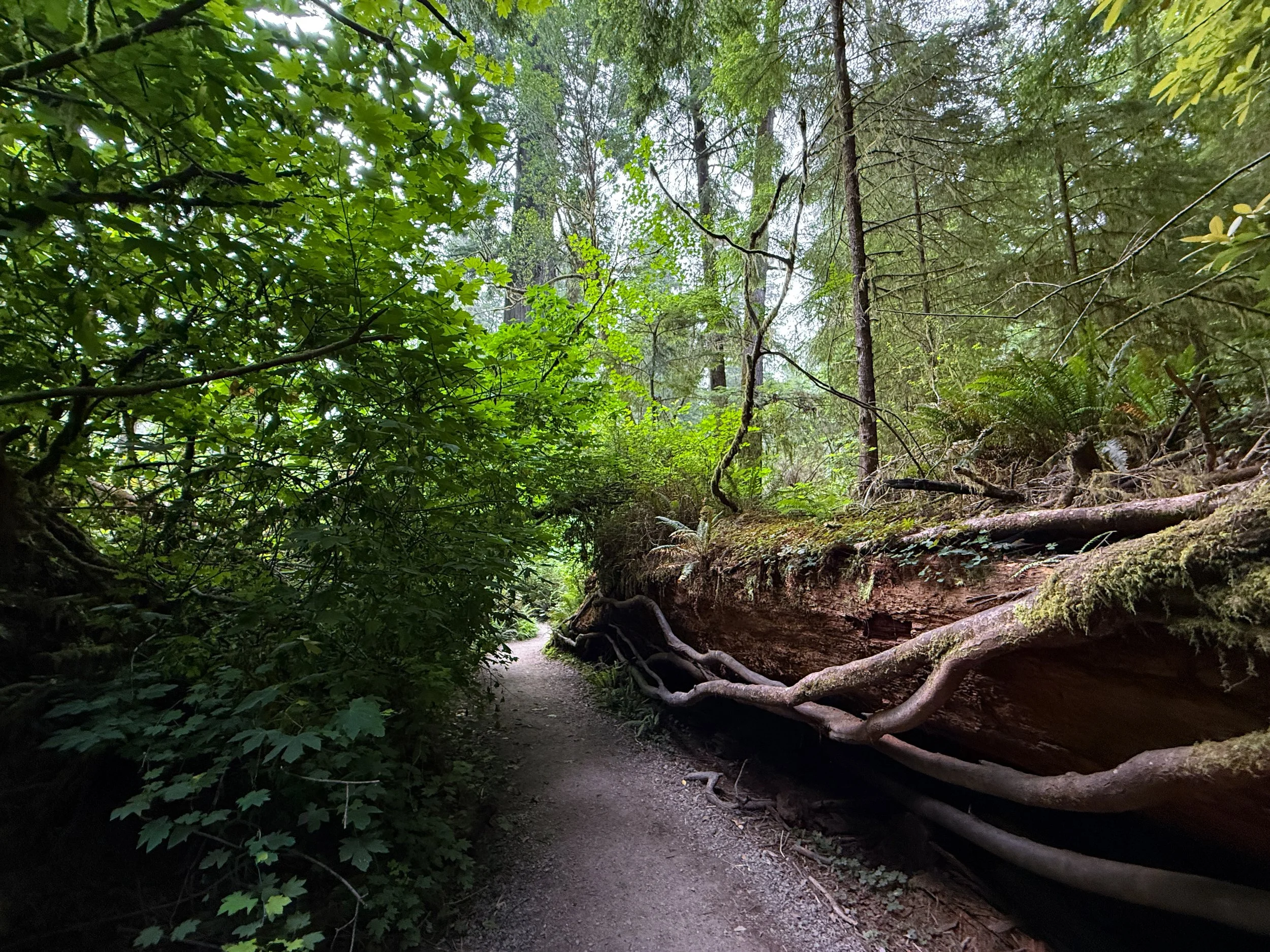 Grove of the Titans Hike Jedediah Smith Redwoods State Park California