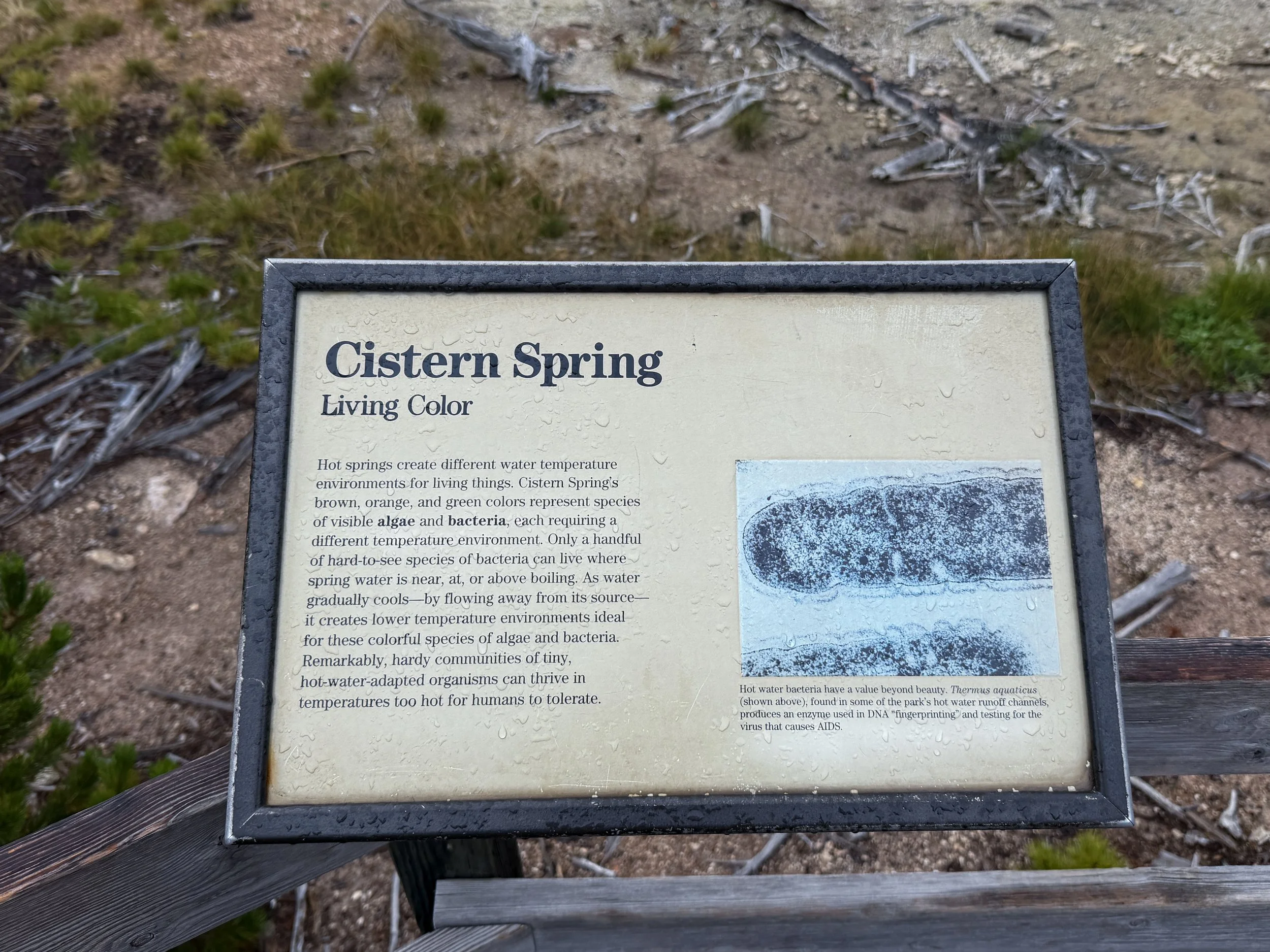 Cistern Spring Back Basin Yellowstone National Park Wyoming