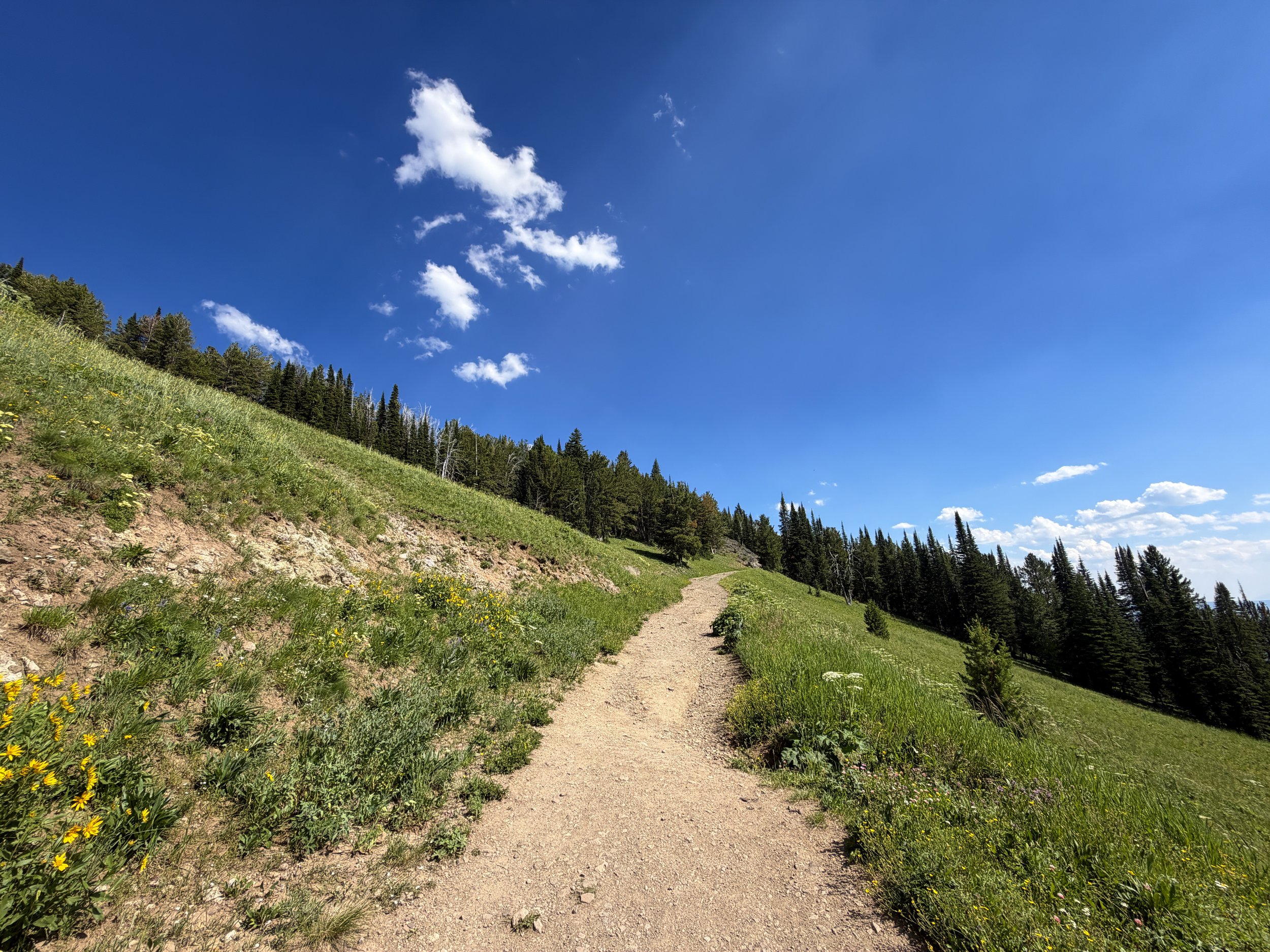 Mt. Washburn Trail via Dunraven Pass Yellowstone National Park Wyoming