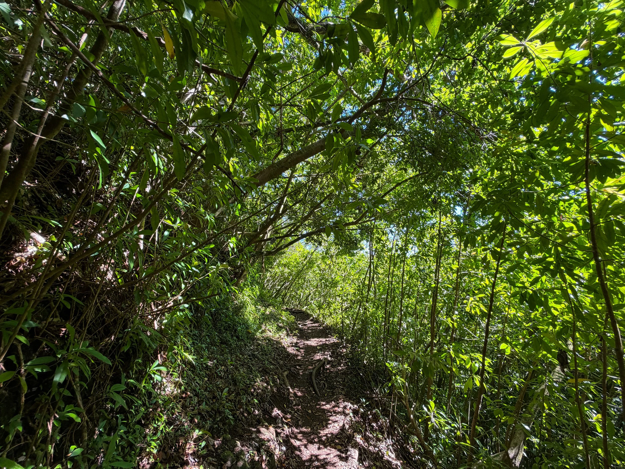 Aihualama Trail to Pauoa Flats Bench Oahu Hawaii