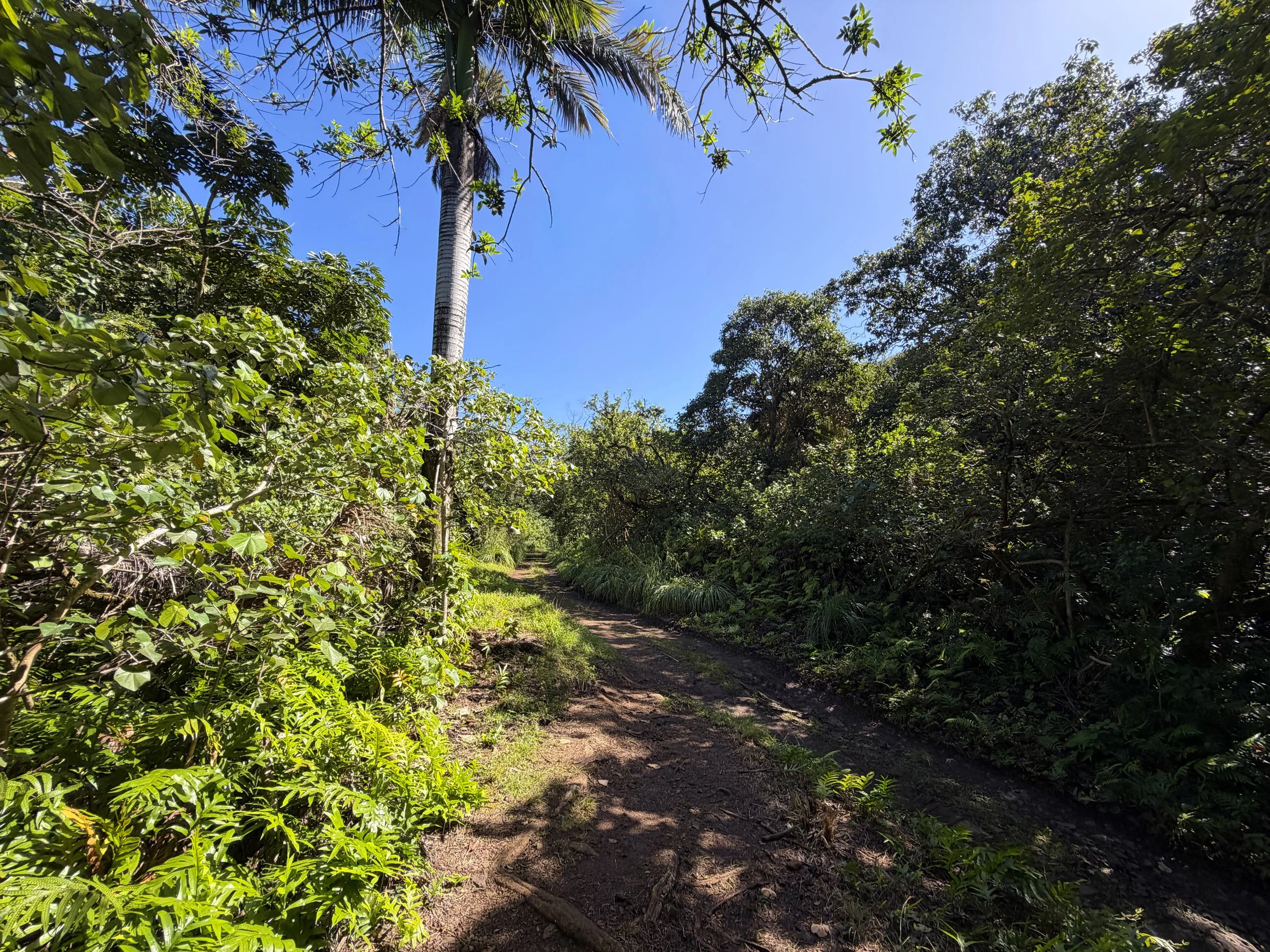 Tripler Ridge Trail via Moanalua Valley Trail Oahu Hawaii