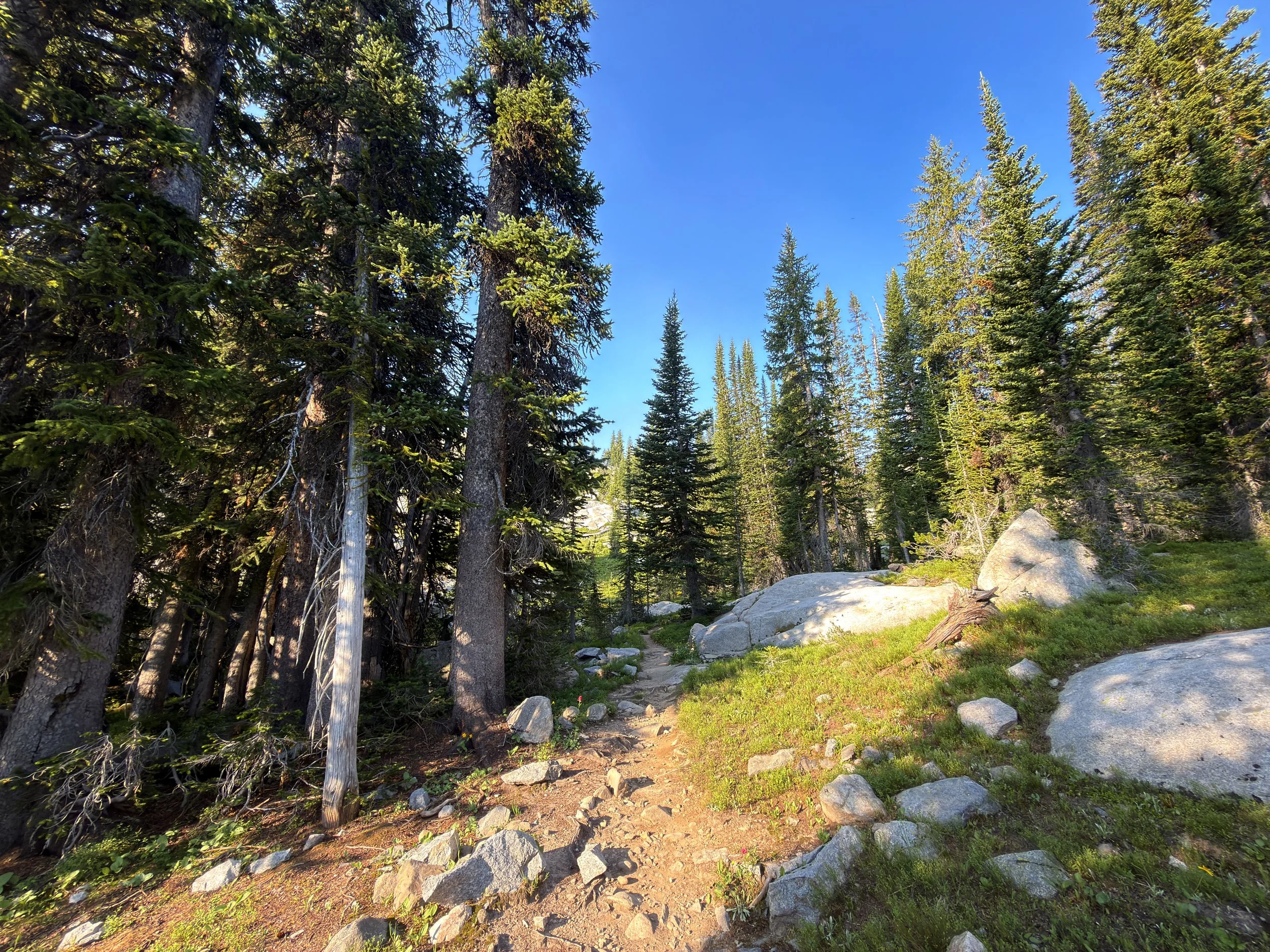 Beaten Path Trail Beartooth Mountains Montana