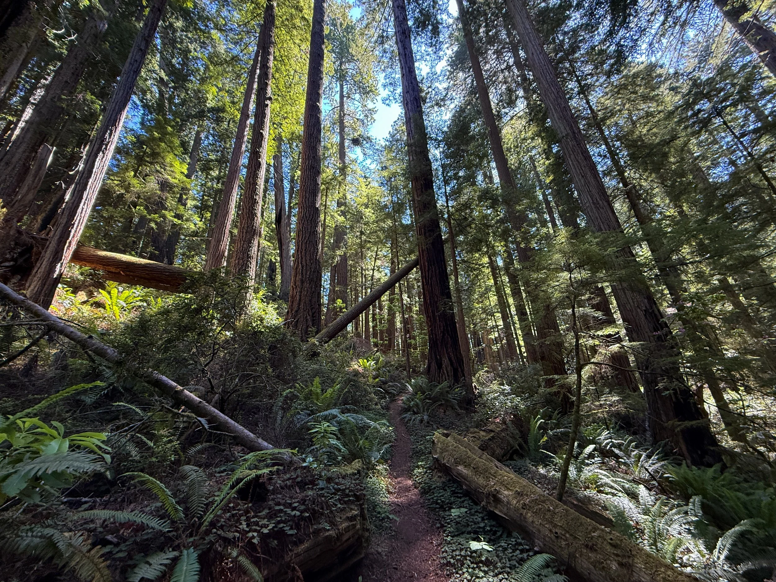 Hope Creek Loop Trail Prairie Creek Redwoods State Park California
