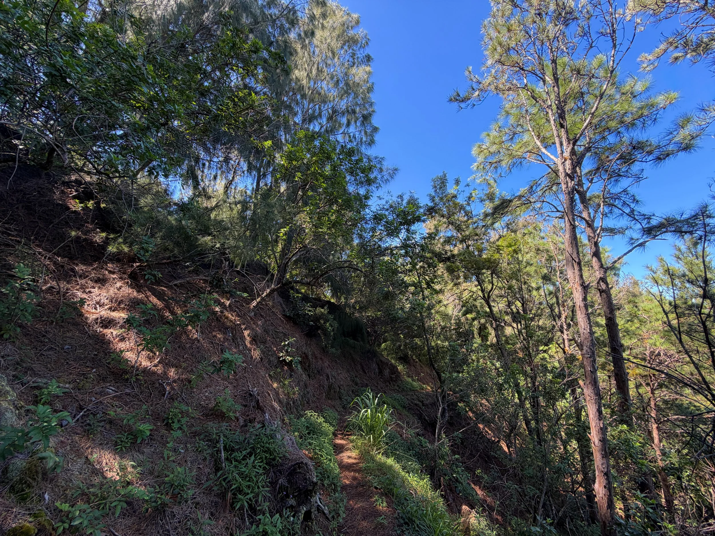 Kuaokala Trail Oahu Hawaii