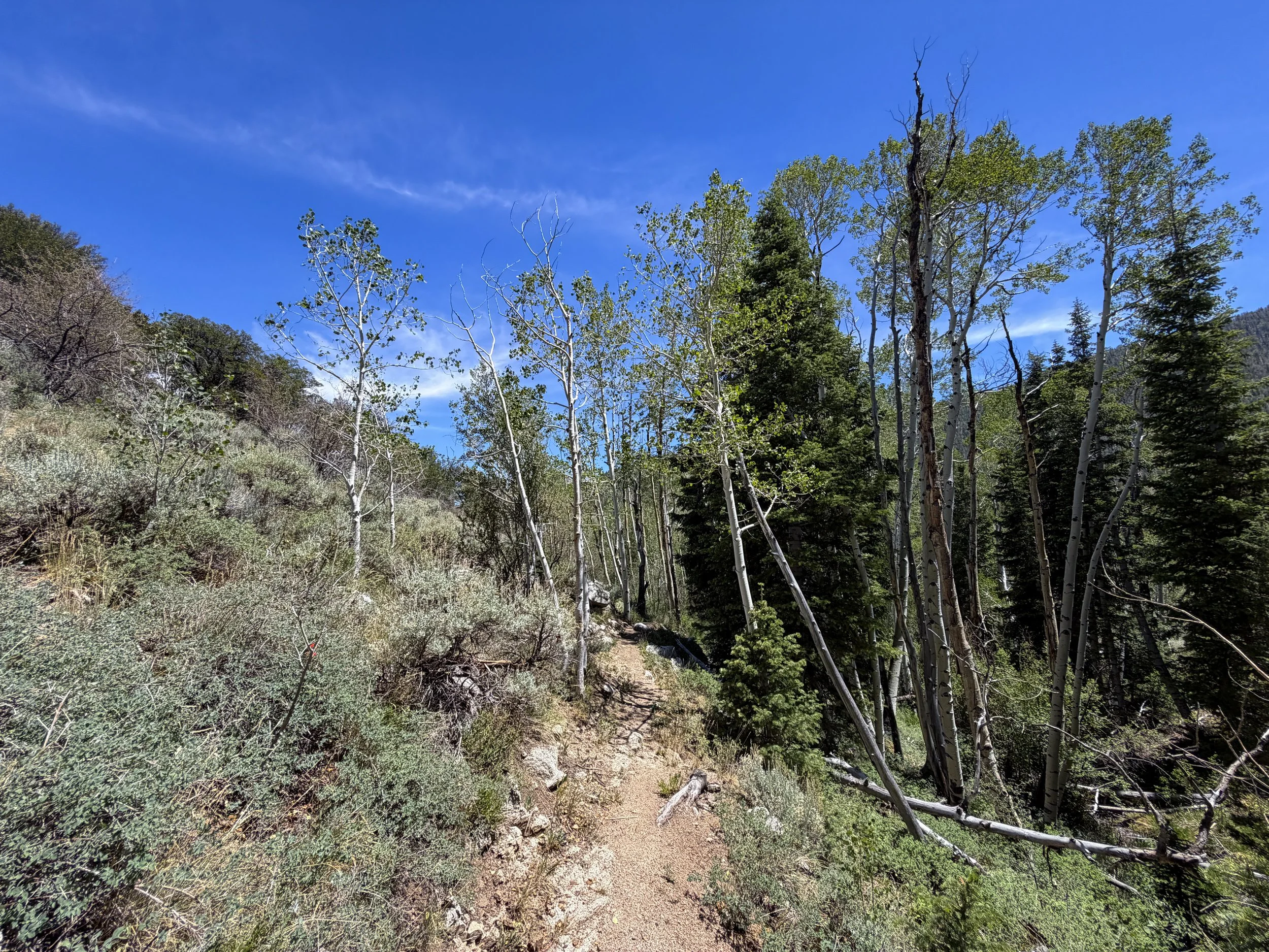Serviceberry Loop Trail Great Basin National Park Nevada