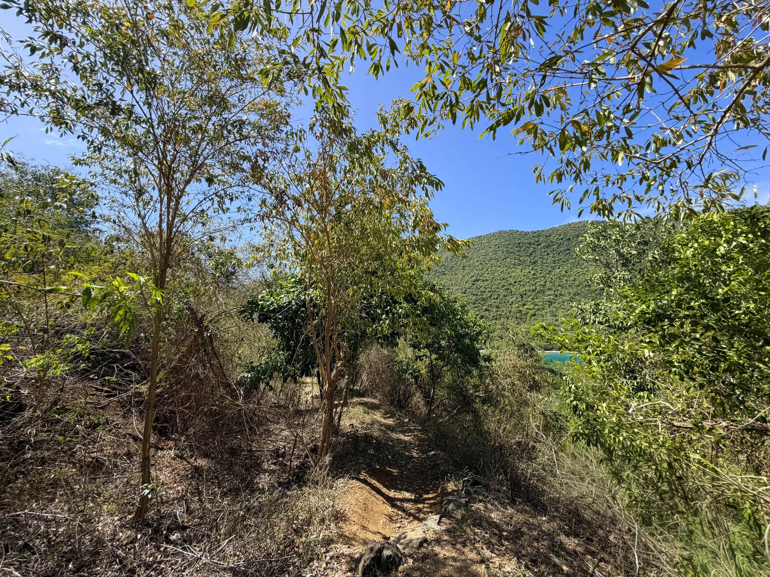 Johnny Horn Trail Virgin Islands National Park