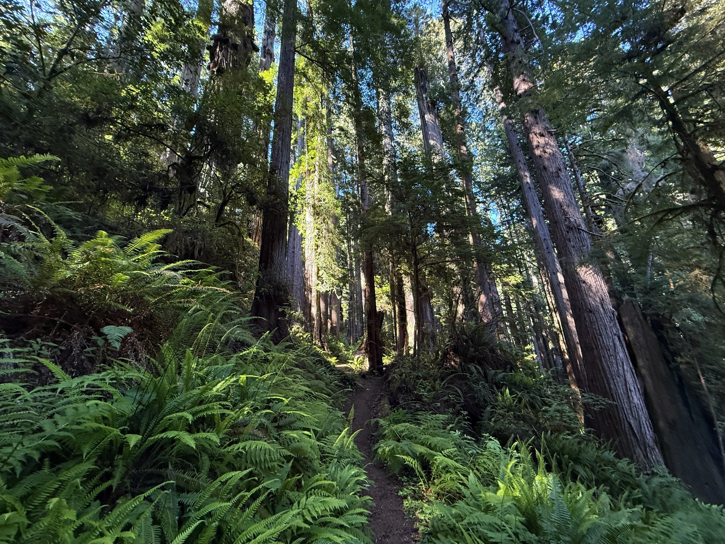 Moorman Pond Hike Prairie Creek Redwoods State Park California