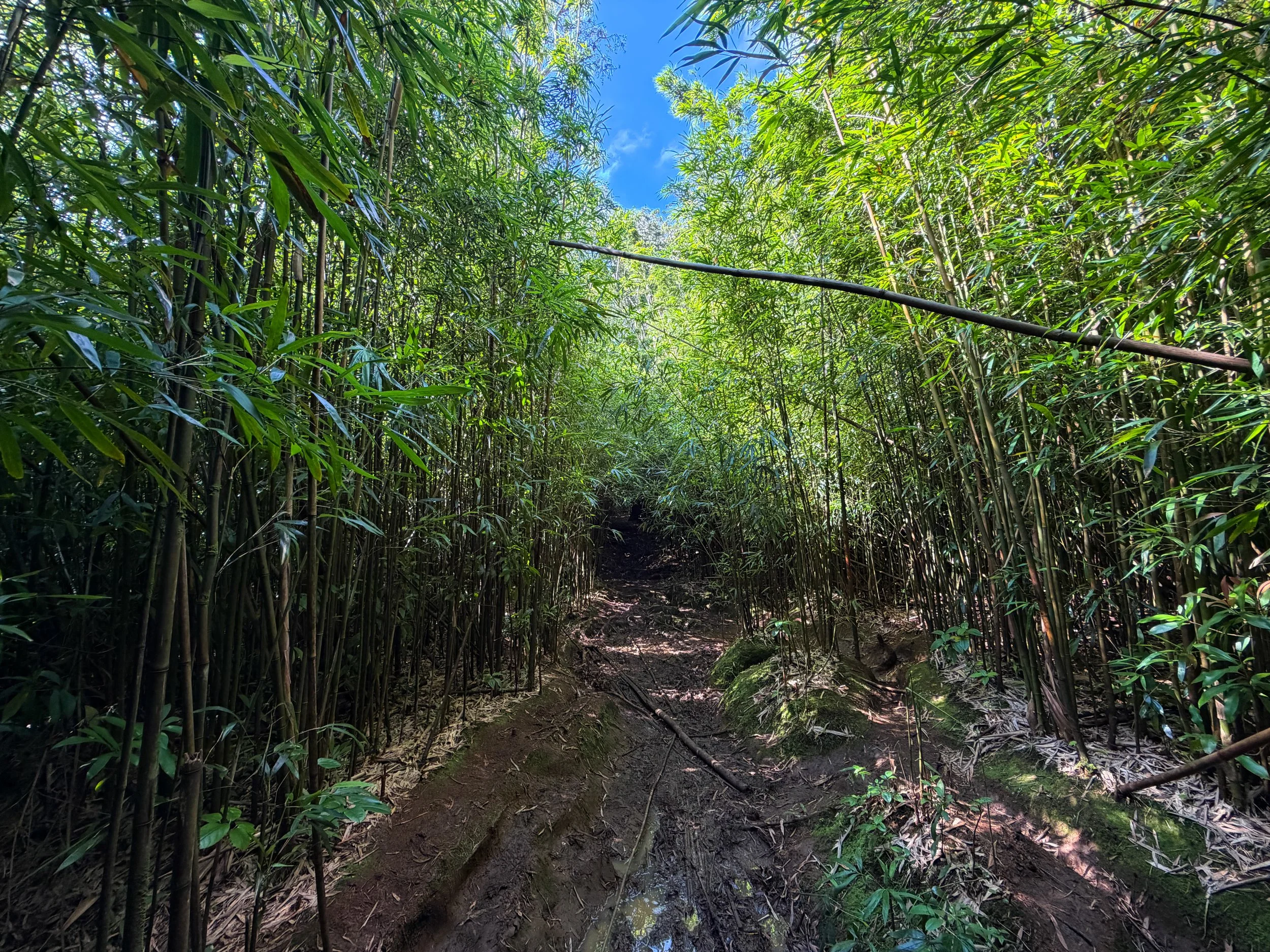 Aihualama Trail Oahu Hawaii
