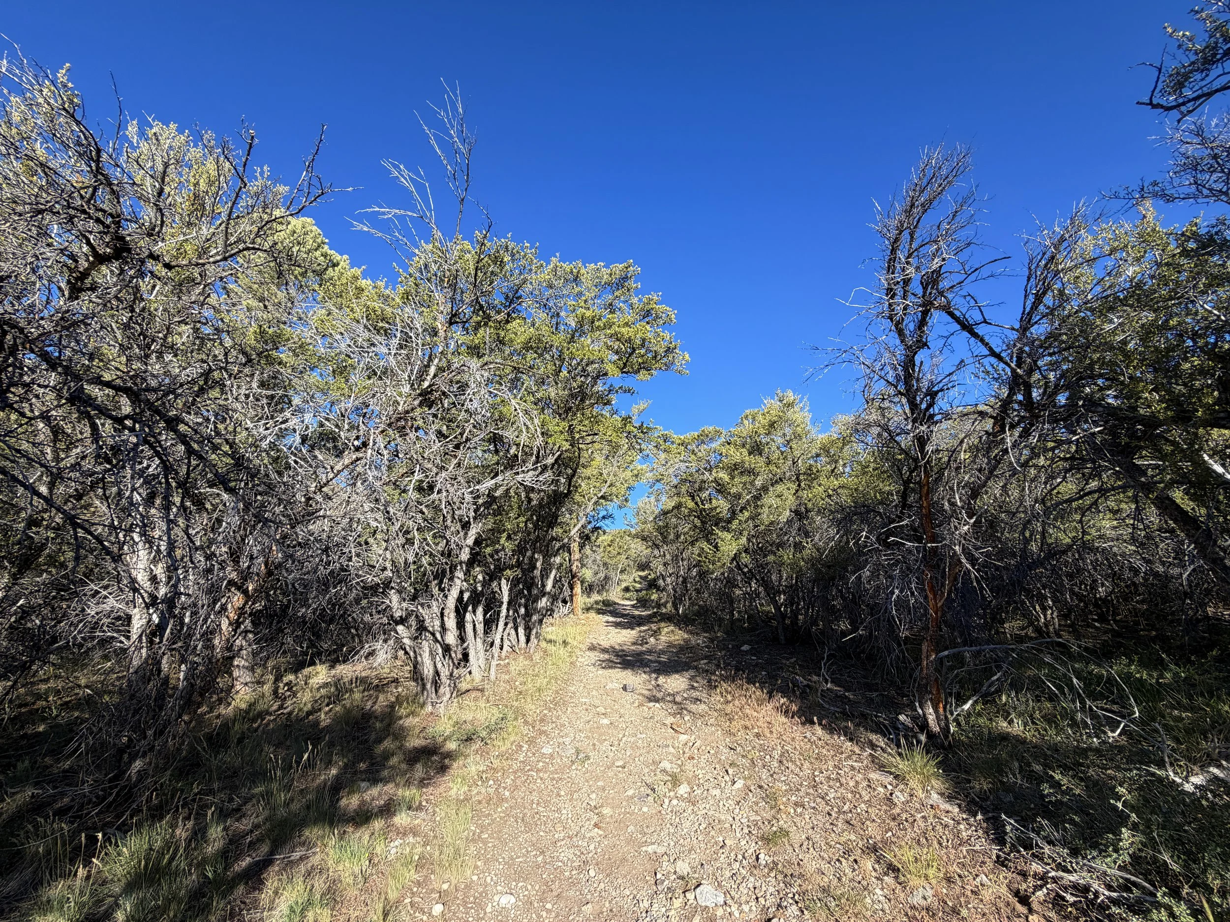 Lehman Creek Trail Great Basin National Park Nevada