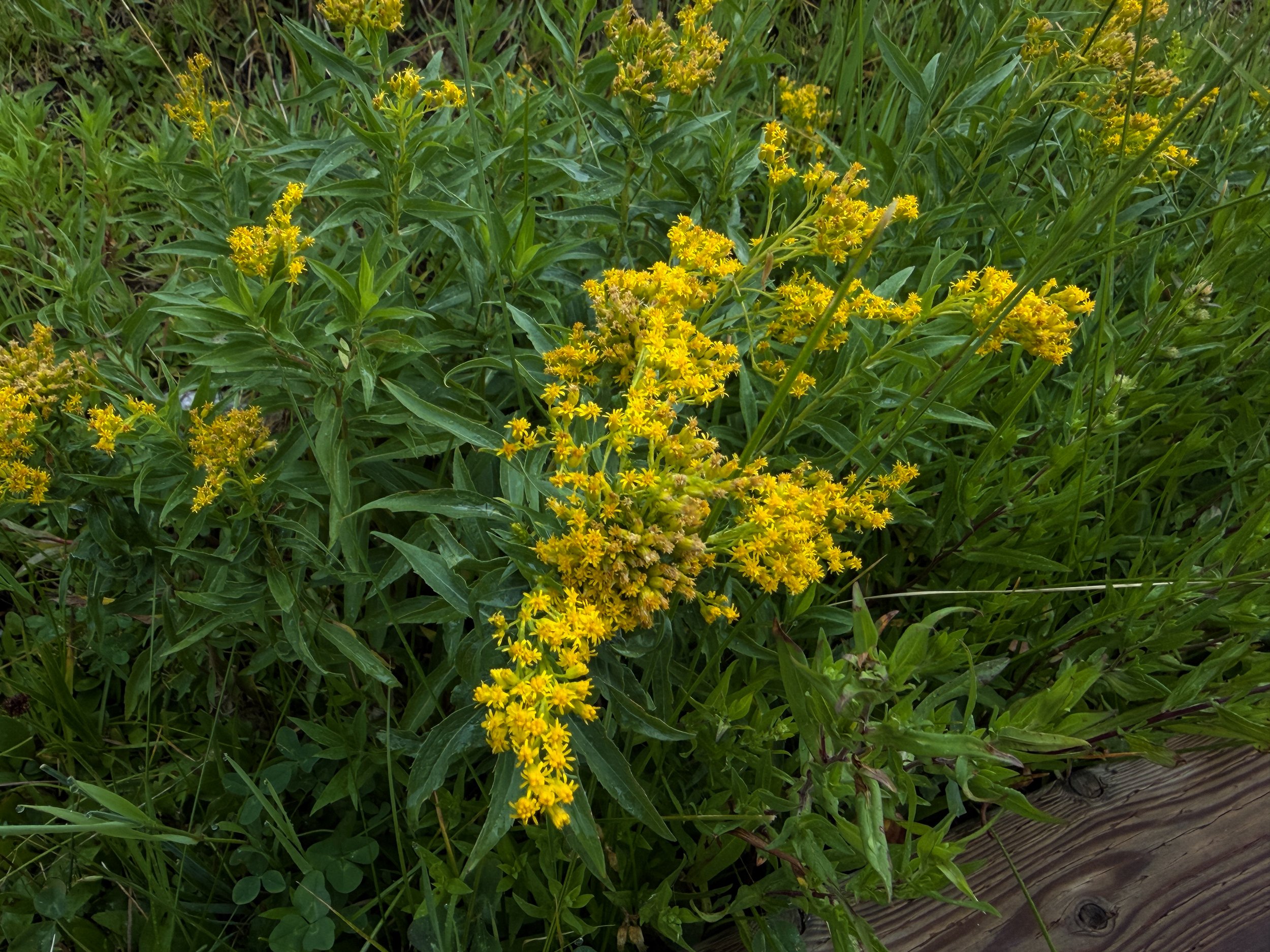 Rocky Mountain Goldenrod Solidago multiradiata