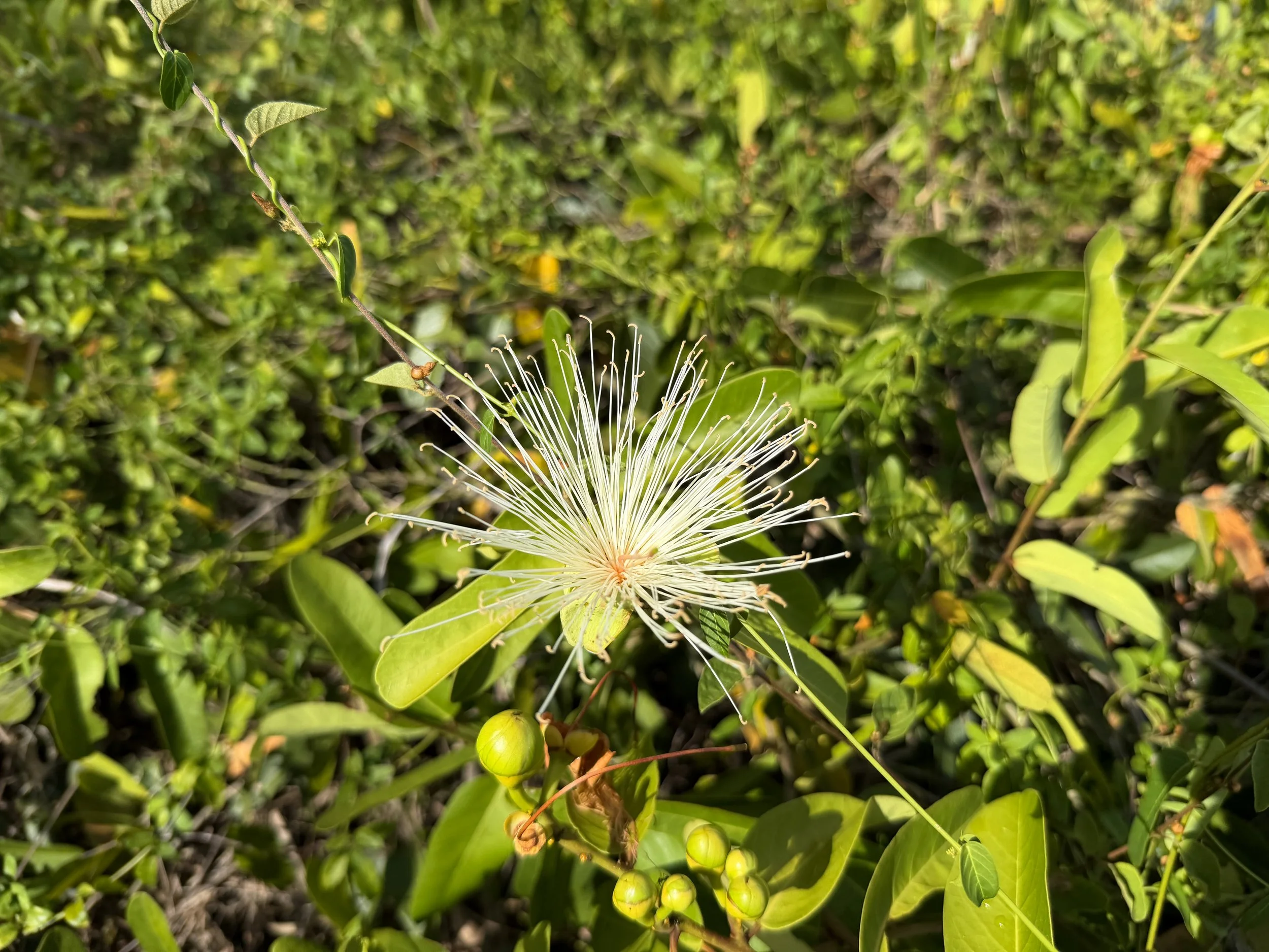 Bay-leaved Caper Morisonia flexuosa