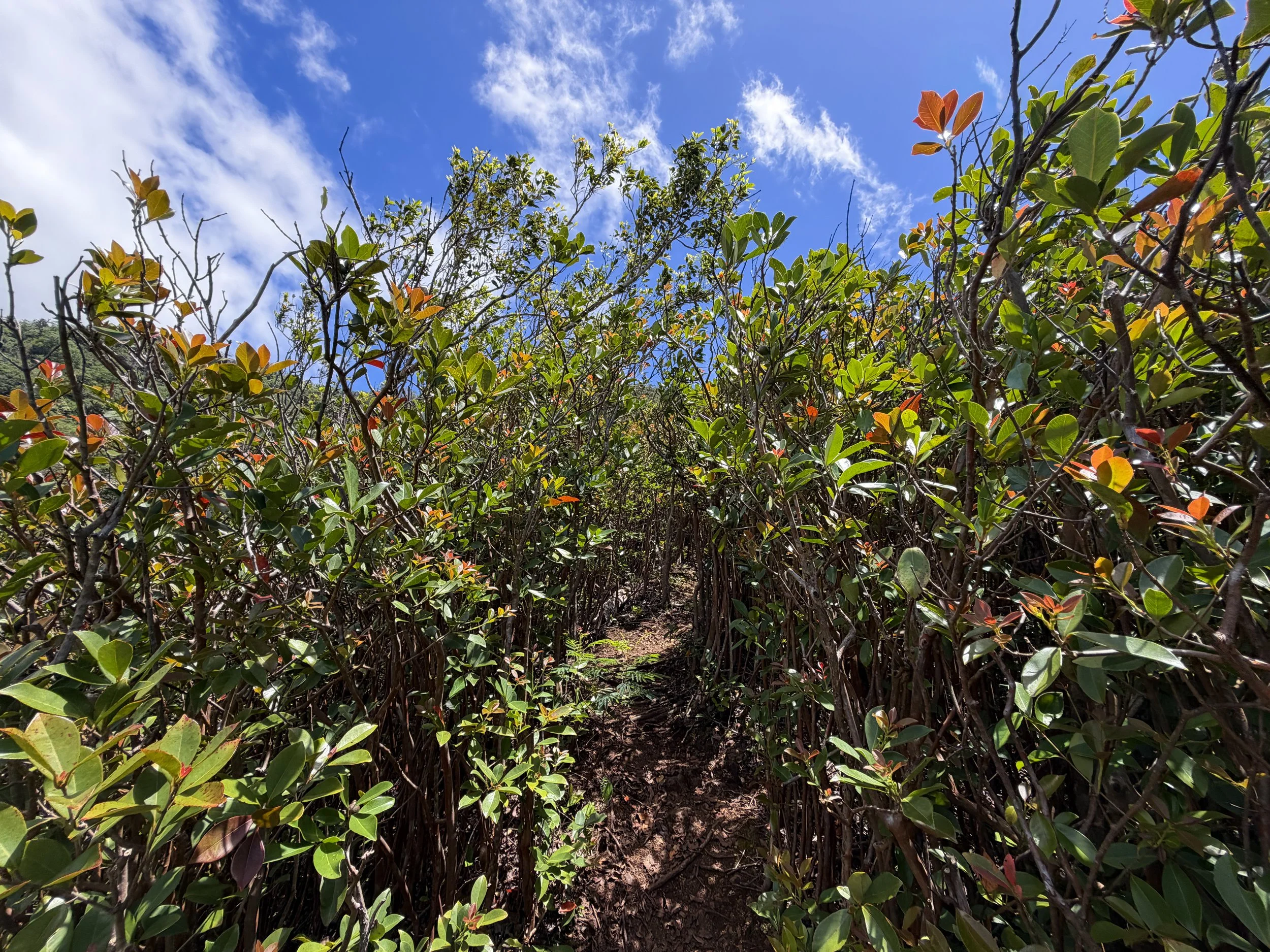 Kamananui Valley to Tripler Ridge Trail Oahu Hawaii