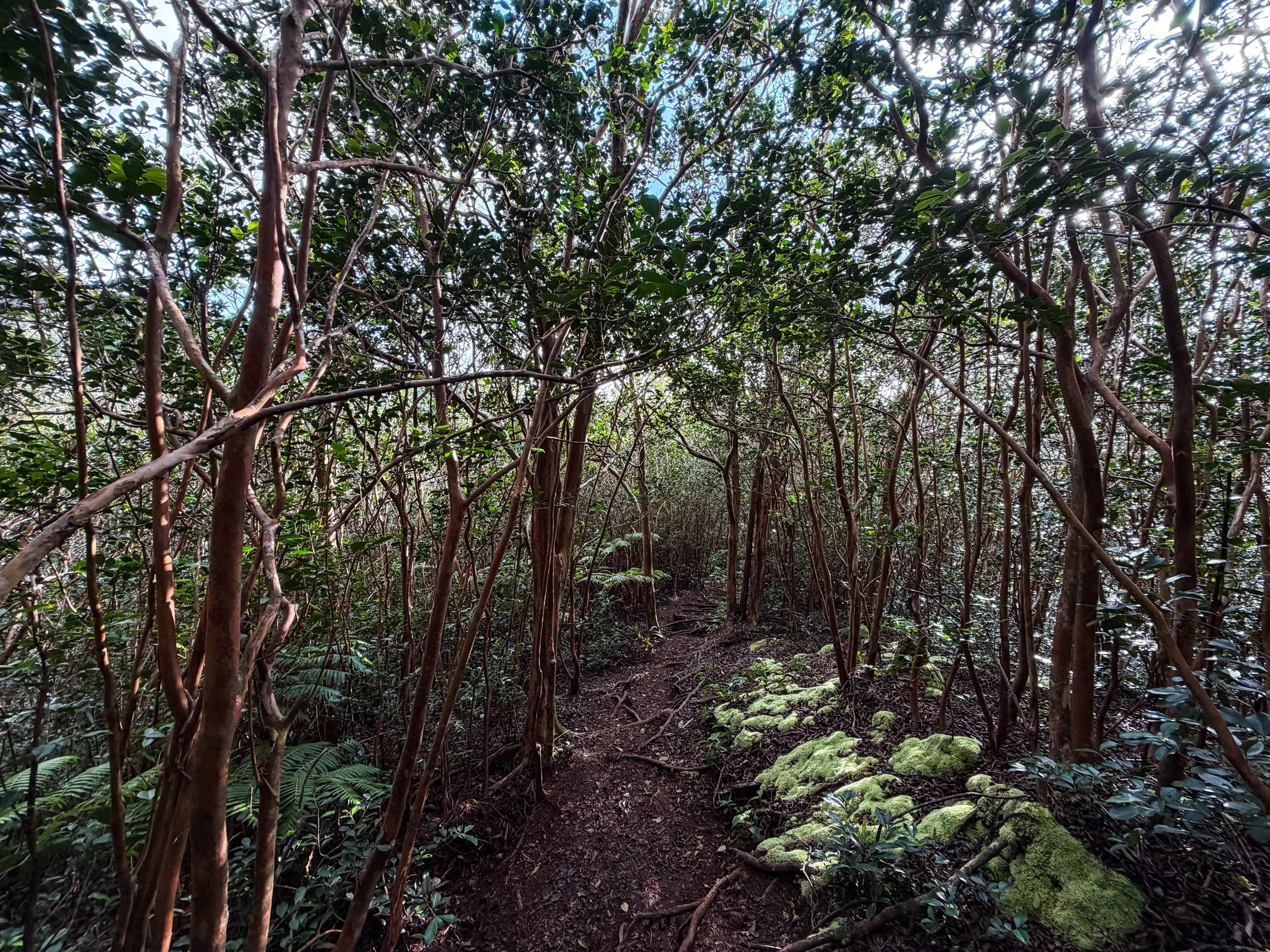 Kaau Crater Trail Oahu Hawaii