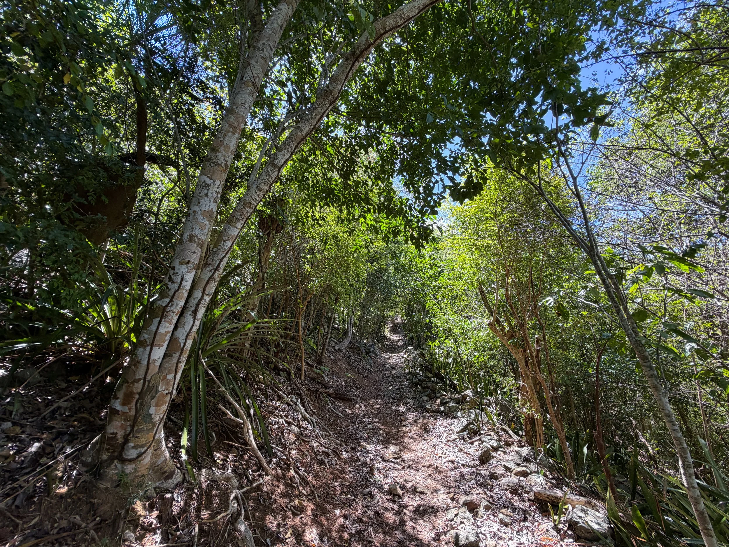 Lameshur Bay Trail to Reef Bay Great House Virgin Islands National Park